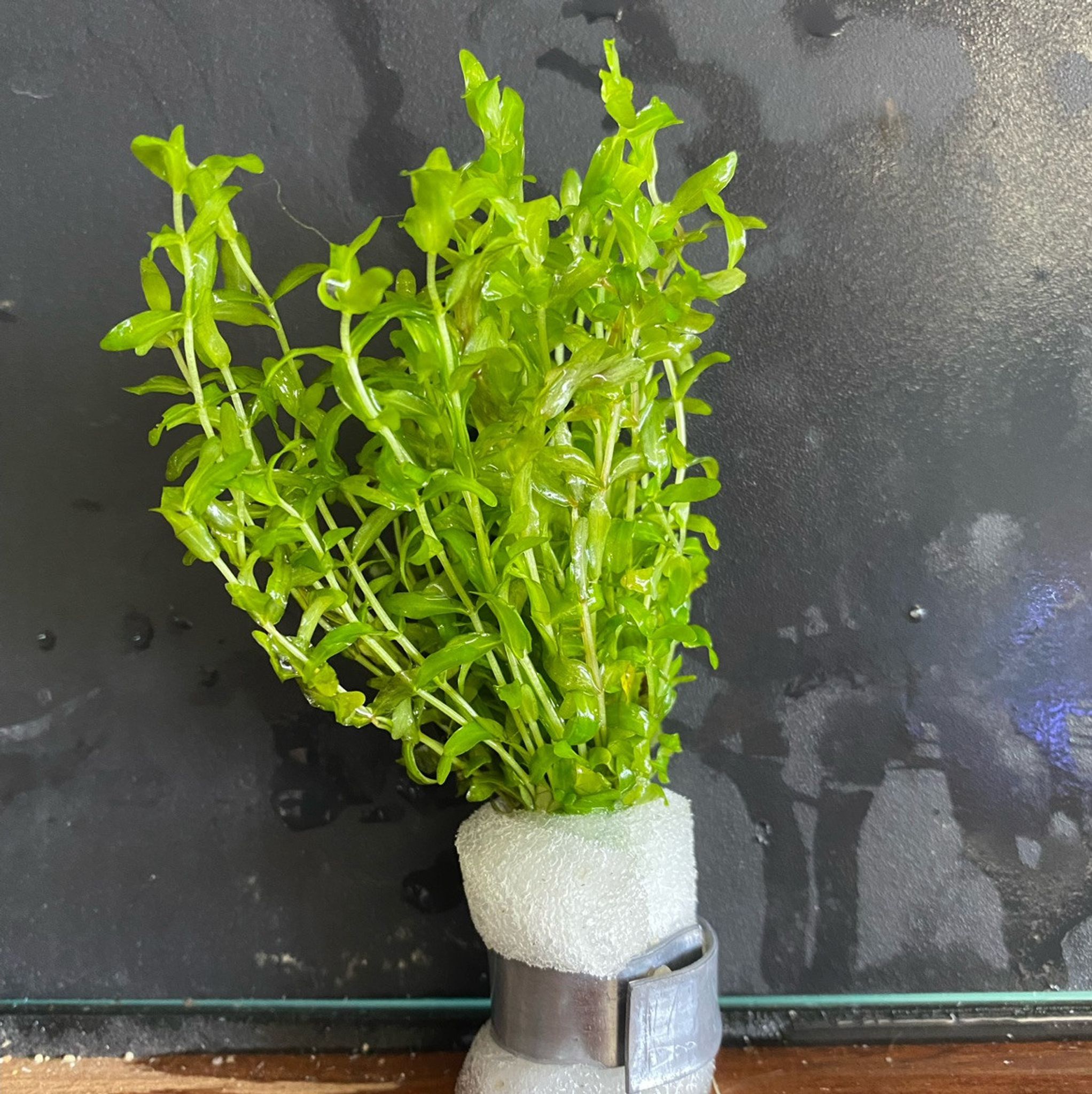 Micranthemum micranthemoides