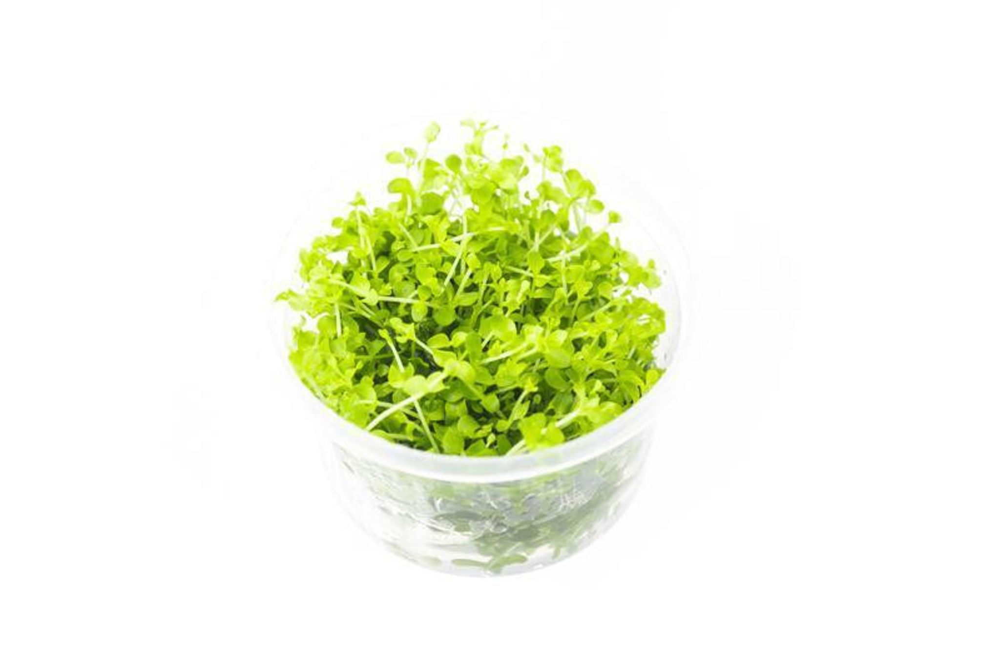 Micranthemum Monte Carlo UNS Tissue Culture