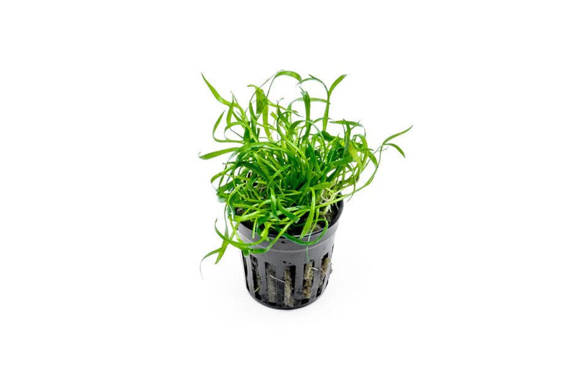 MICRO SWORD (LILAEOPSIS NOVAEZELANDIAE) Pot