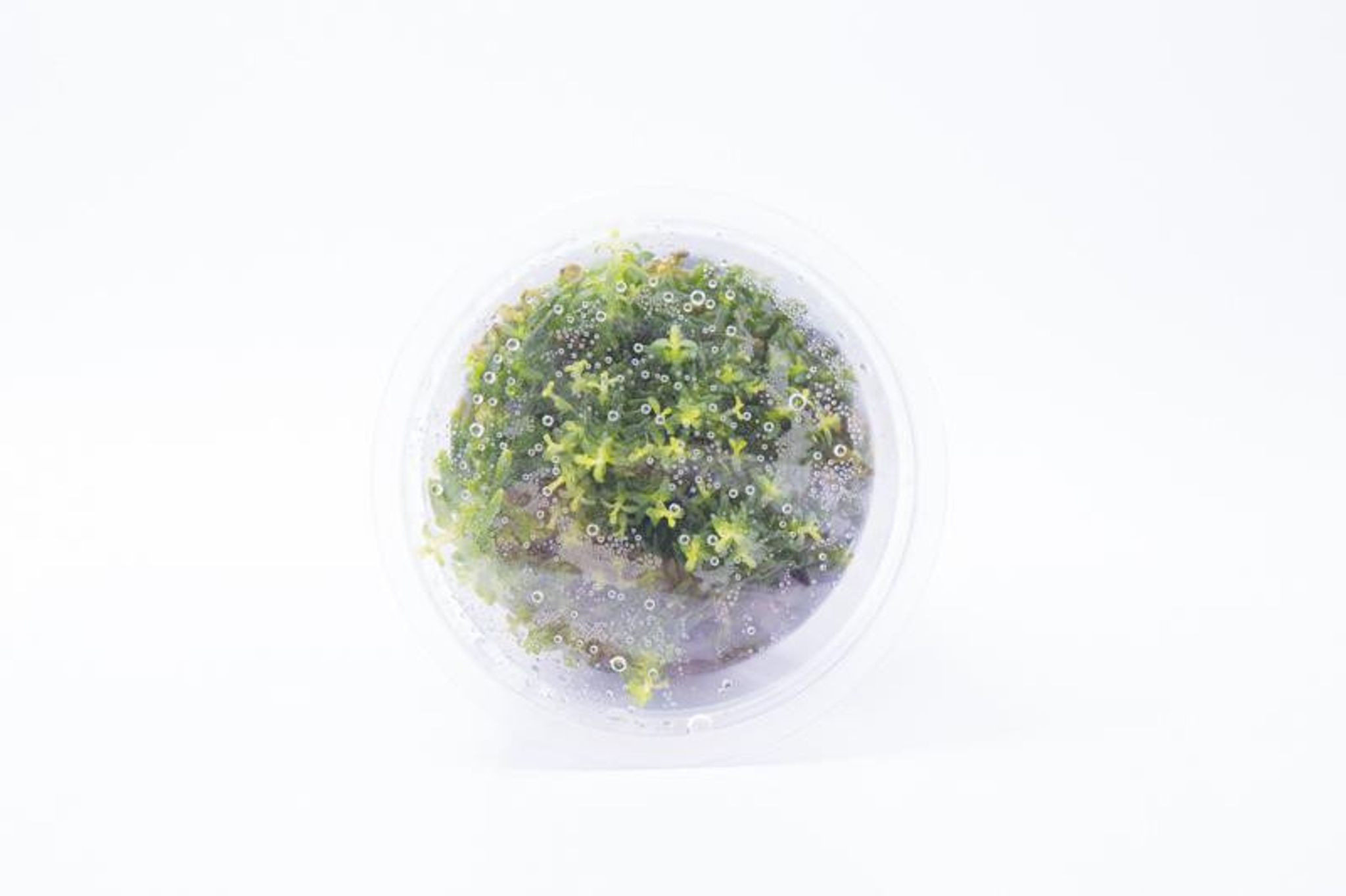 Microcarpaea Minima Merrill Tissue Culture