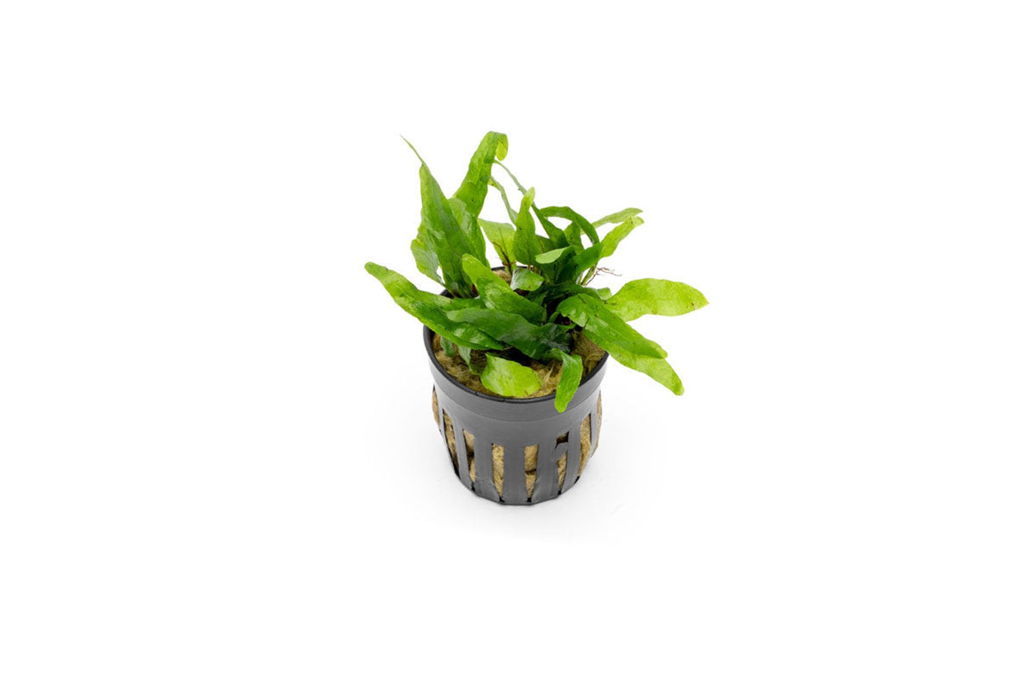 Microsorum Pteropus Narrow Mini