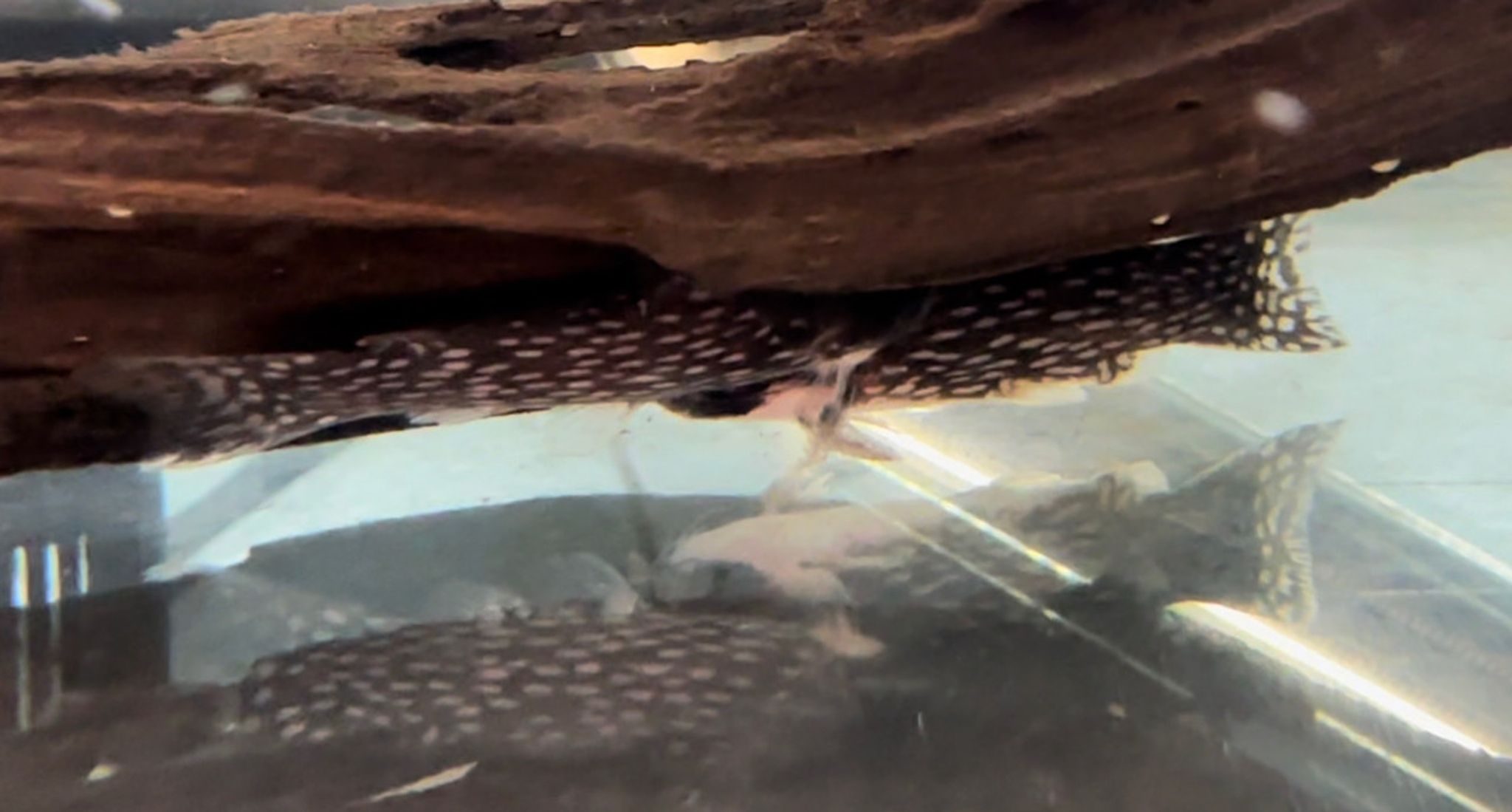 Milky Way Wood Catfish (Tatia galaxias)