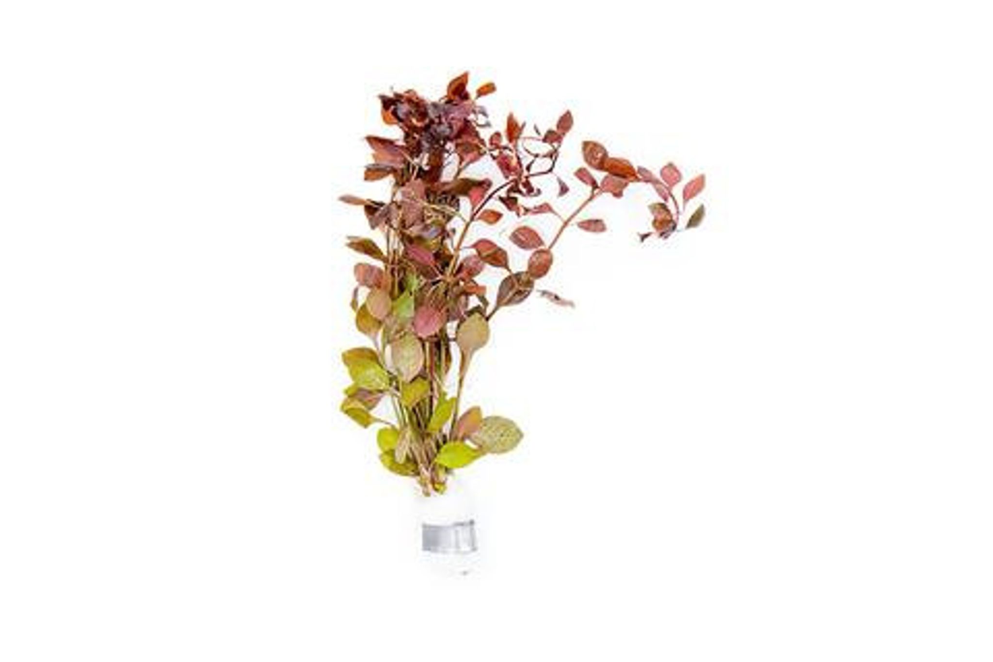 Mini Super Red Ludwigia