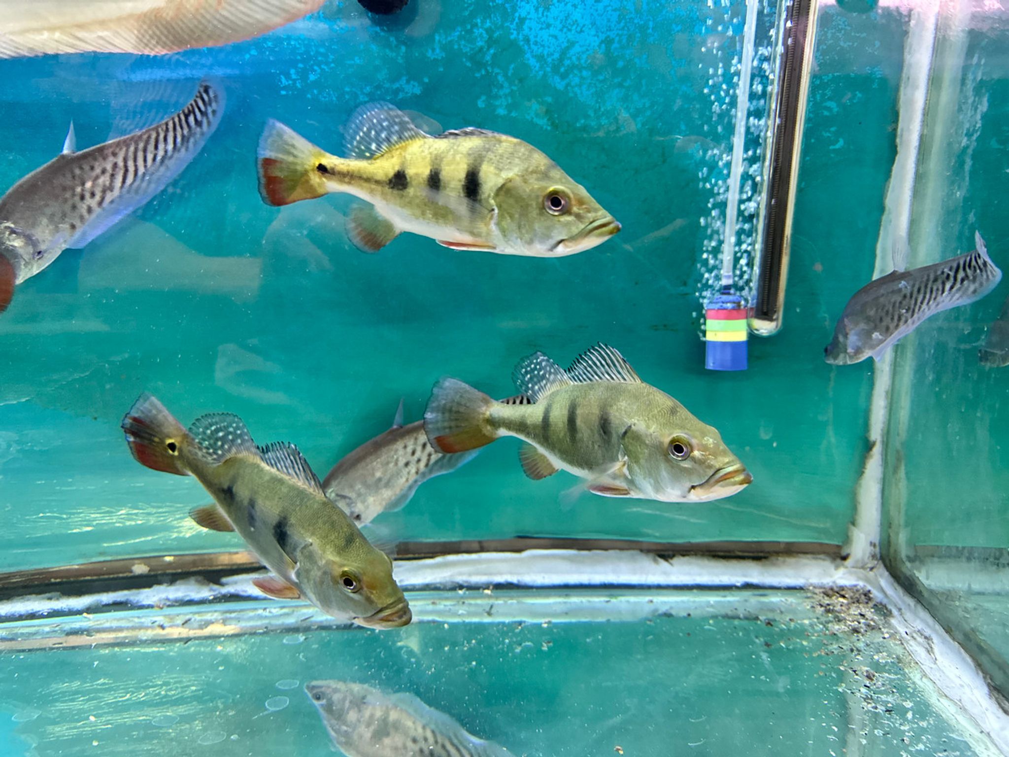 Mono Peacock Bass (Cichla monoculus)