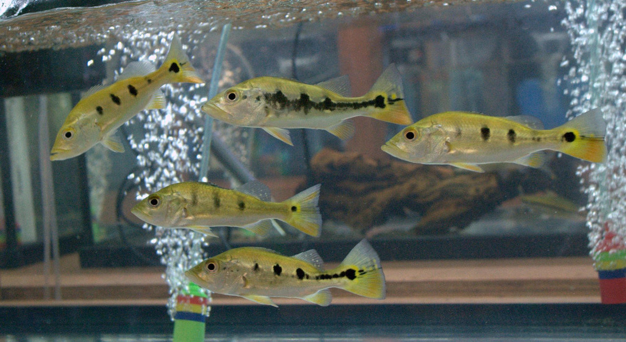 Mono Peacock Bass (Cichla monoculus)
