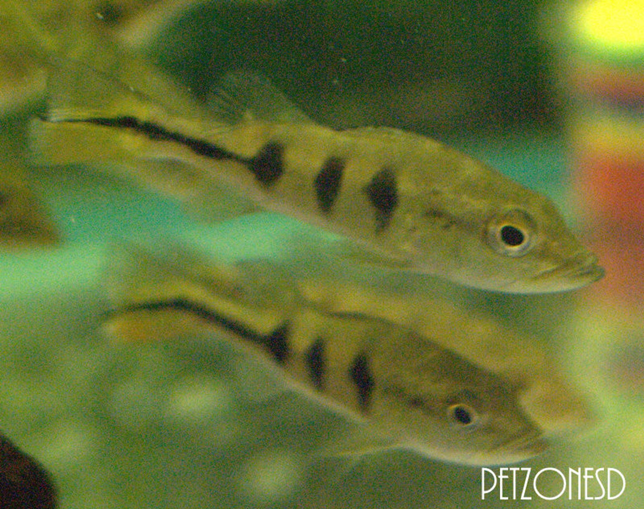 Mono Peacock Bass (Cichla monoculus)