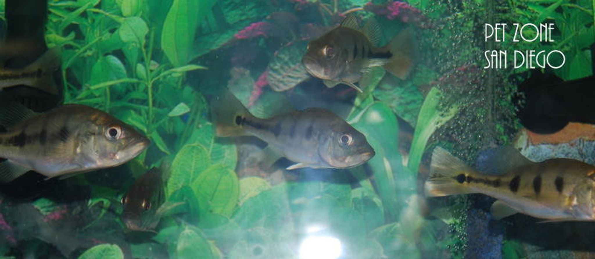 Mono Peacock Bass (Cichla monoculus)