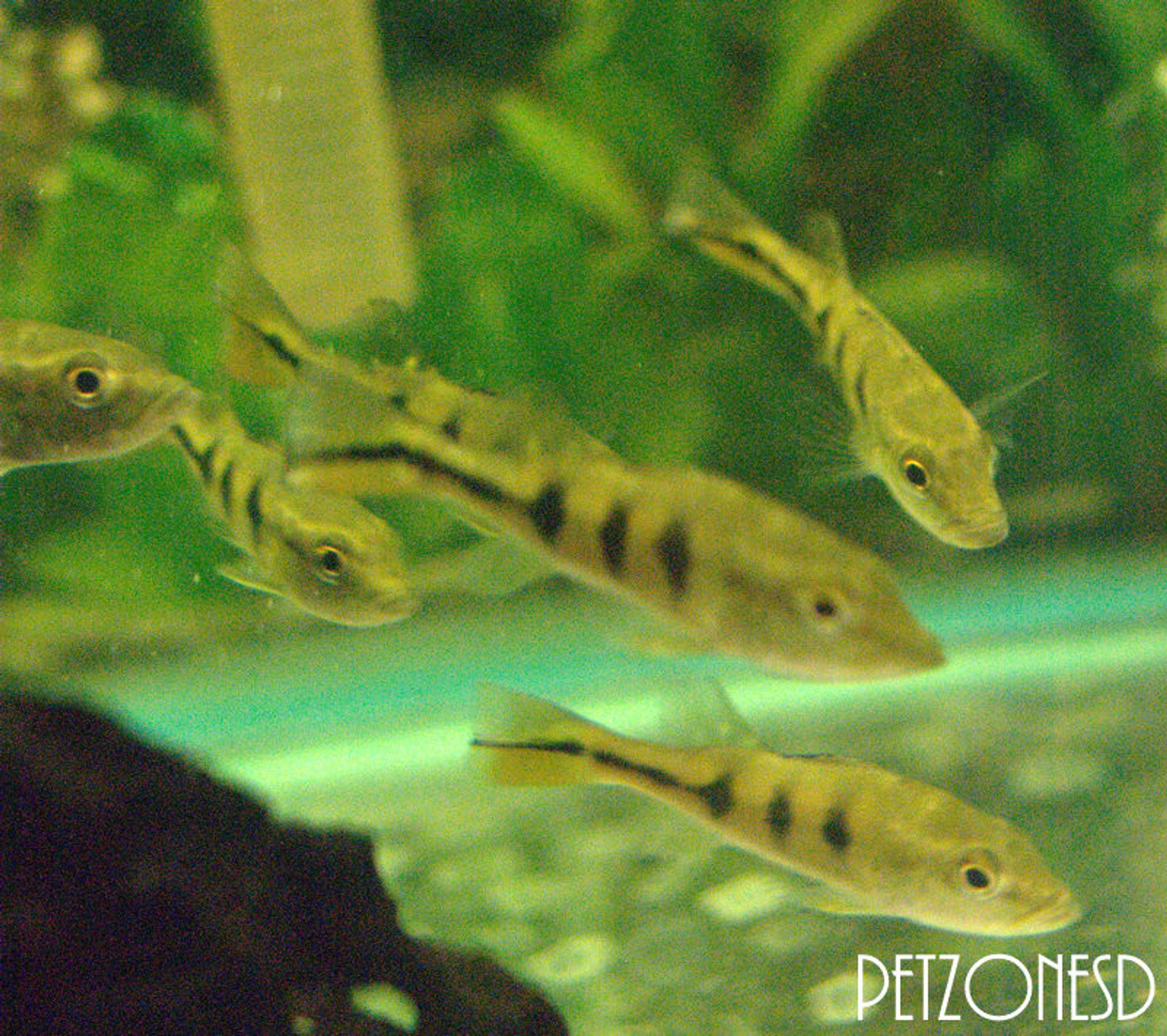 Mono Peacock Bass (Cichla monoculus)