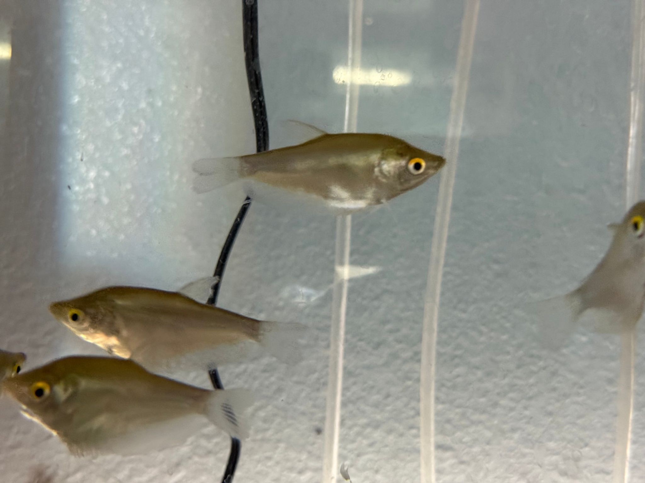 Moonlight Gourami