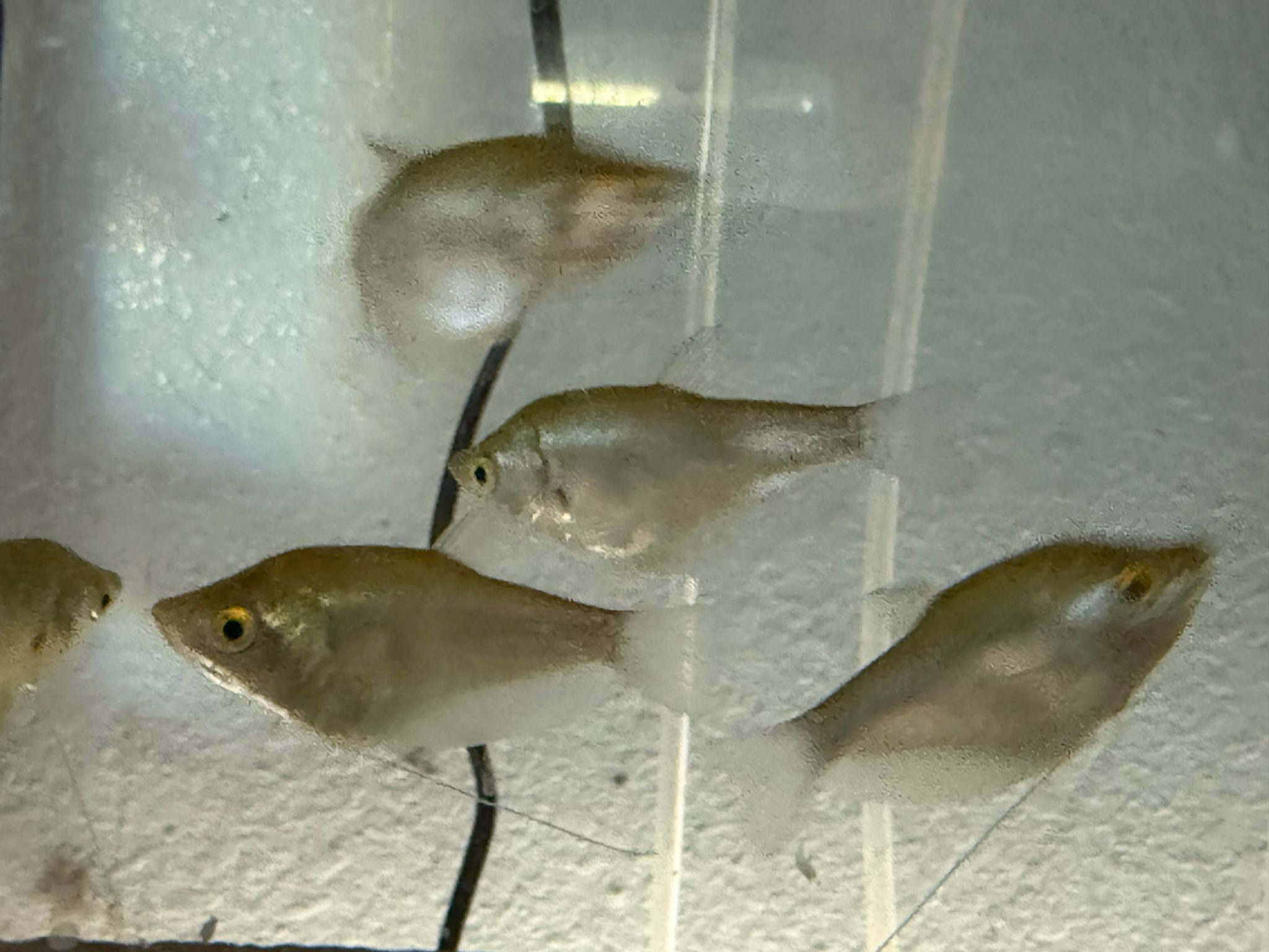 Moonlight Gourami