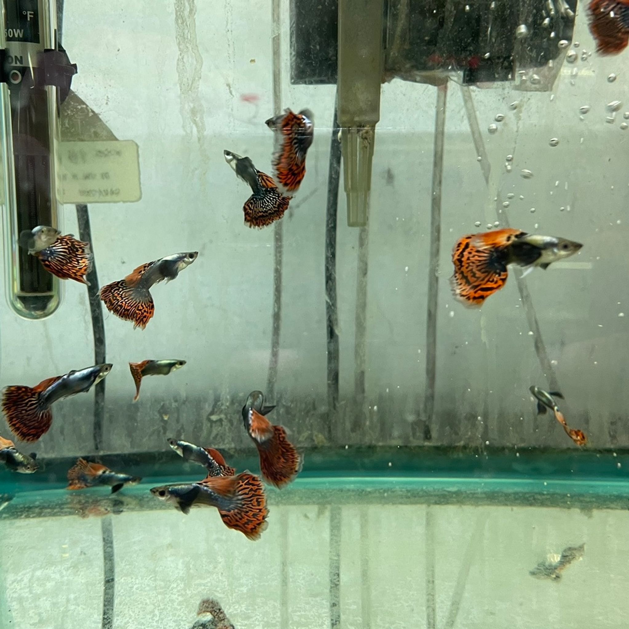 Mosaic Guppy