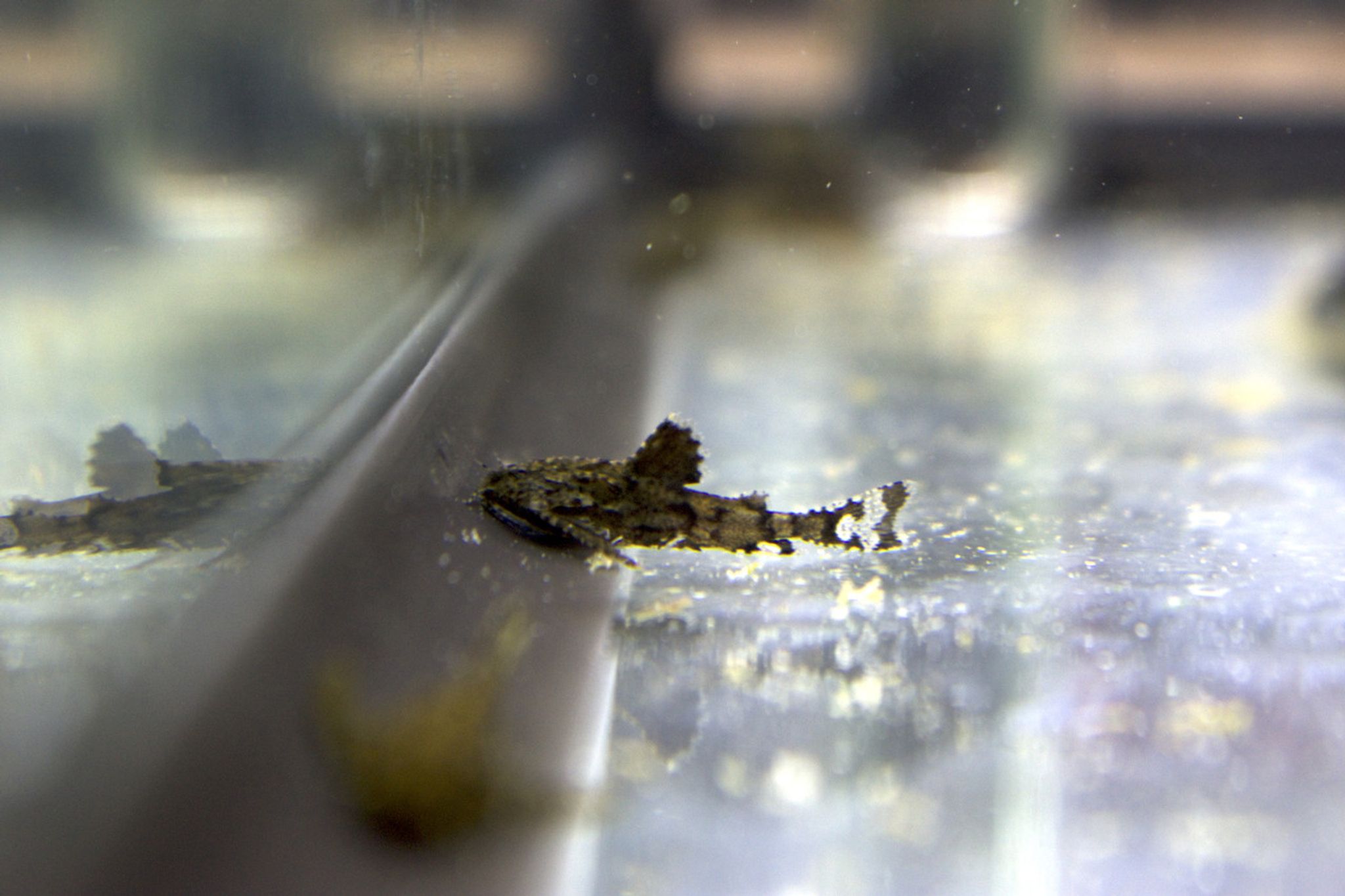 Moth Catfish