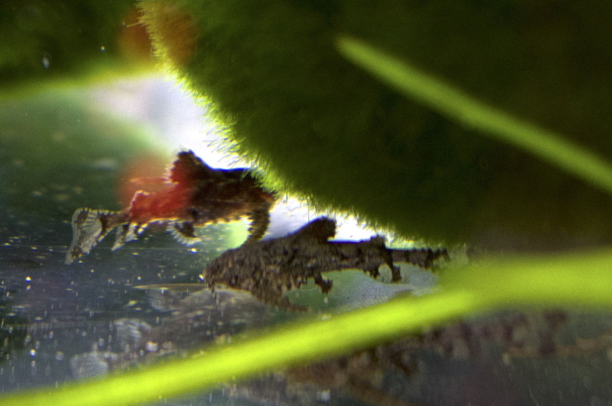 Moth Catfish