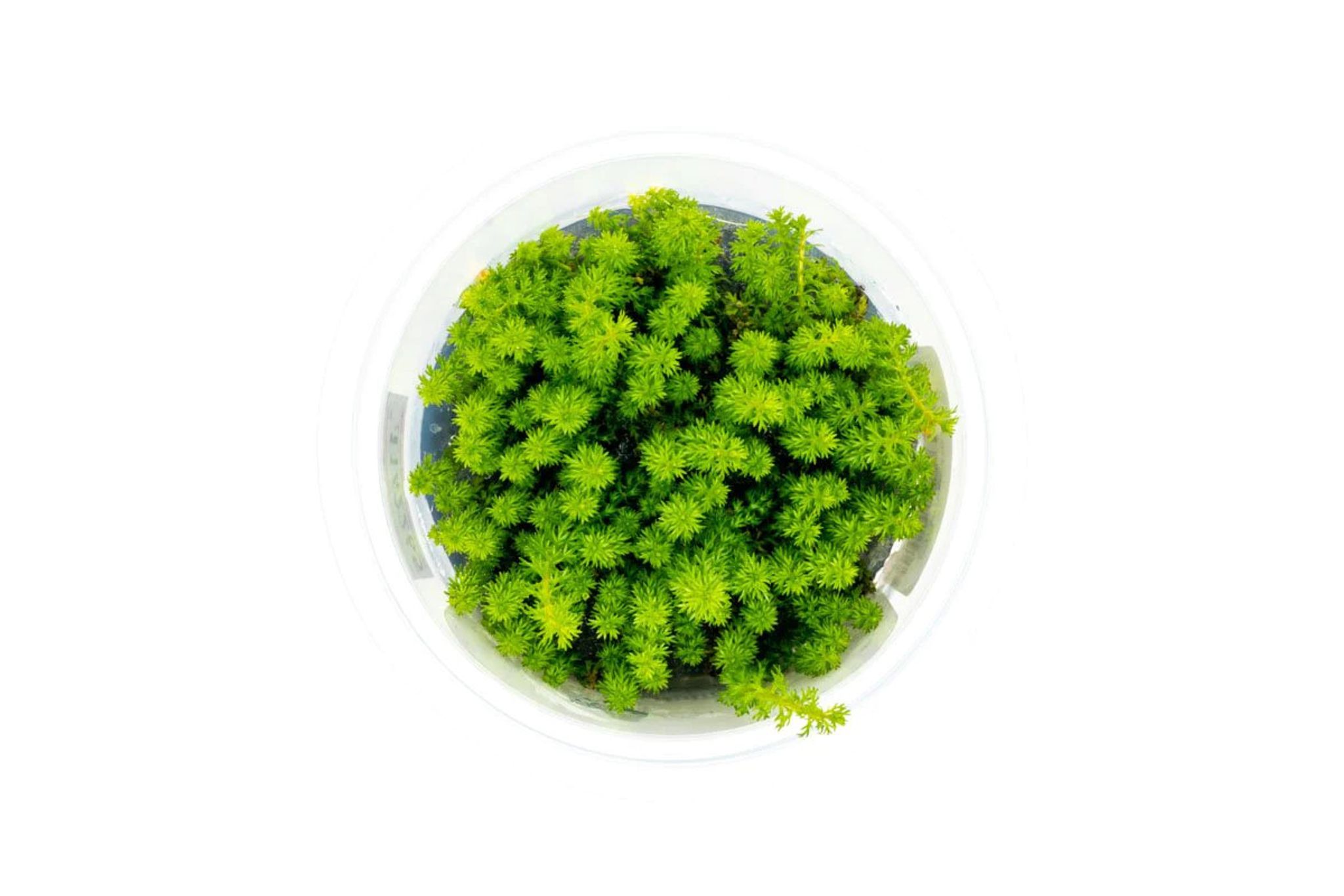 Myriophyllum Guyana