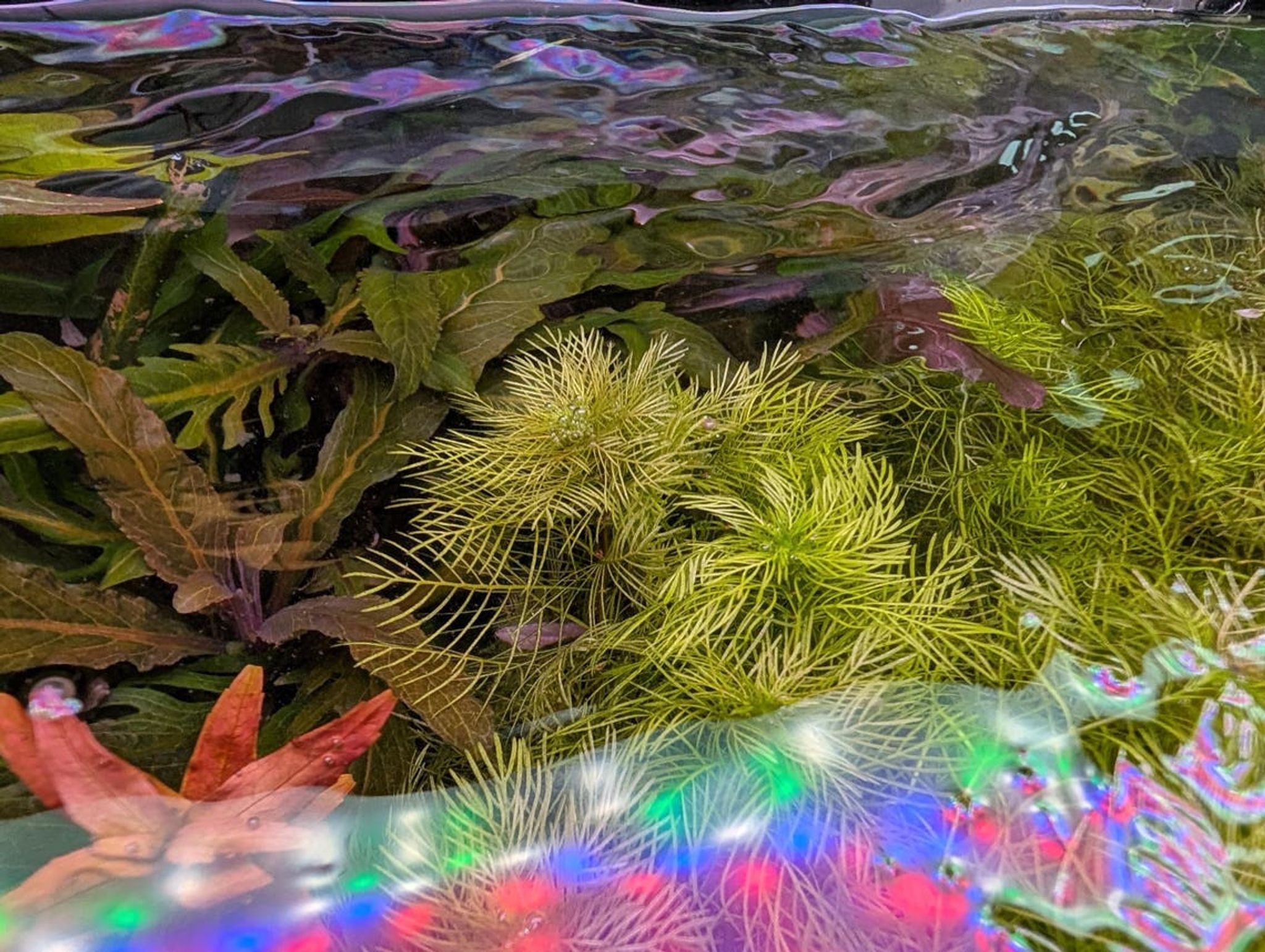 Myriophyllum mattogrossense - Red Stem Plant