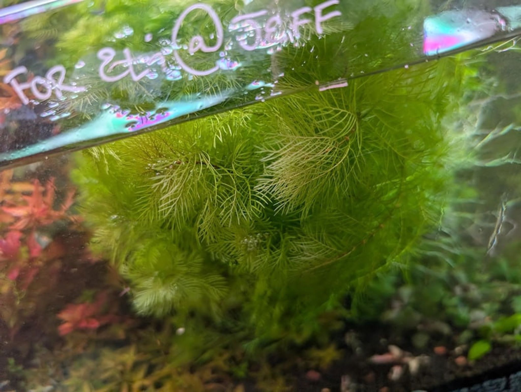 Myriophyllum mattogrossense - Red Stem Plant