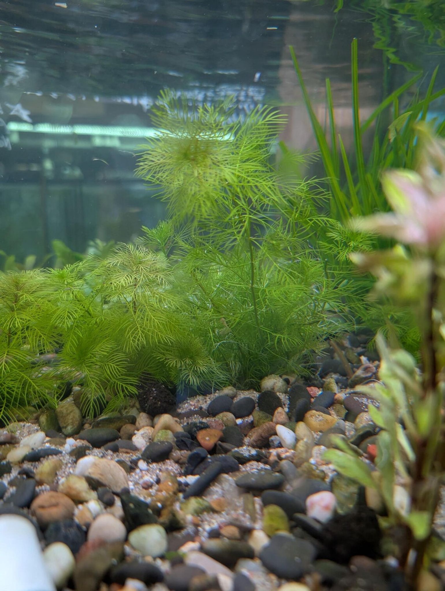 Myriophyllum mattogrossense - Red Stem Plant