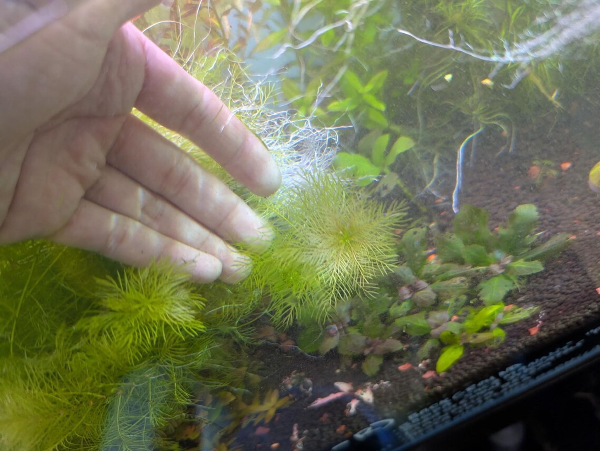 Myriophyllum mattogrossense - Red Stem Plant