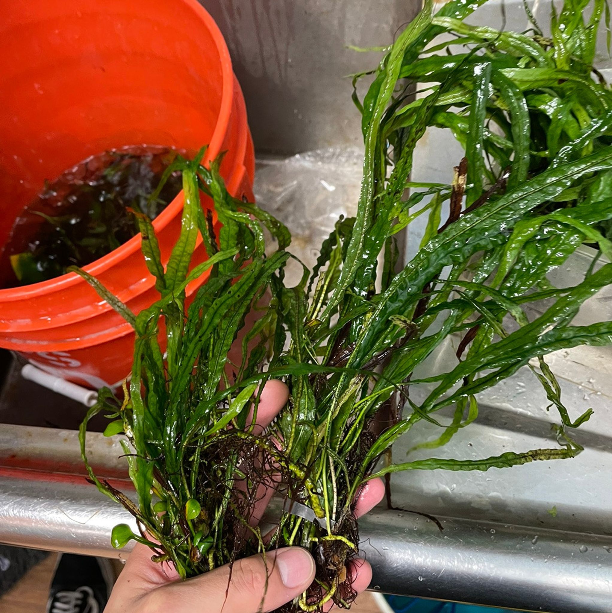 Narrow Leaf Java Fern