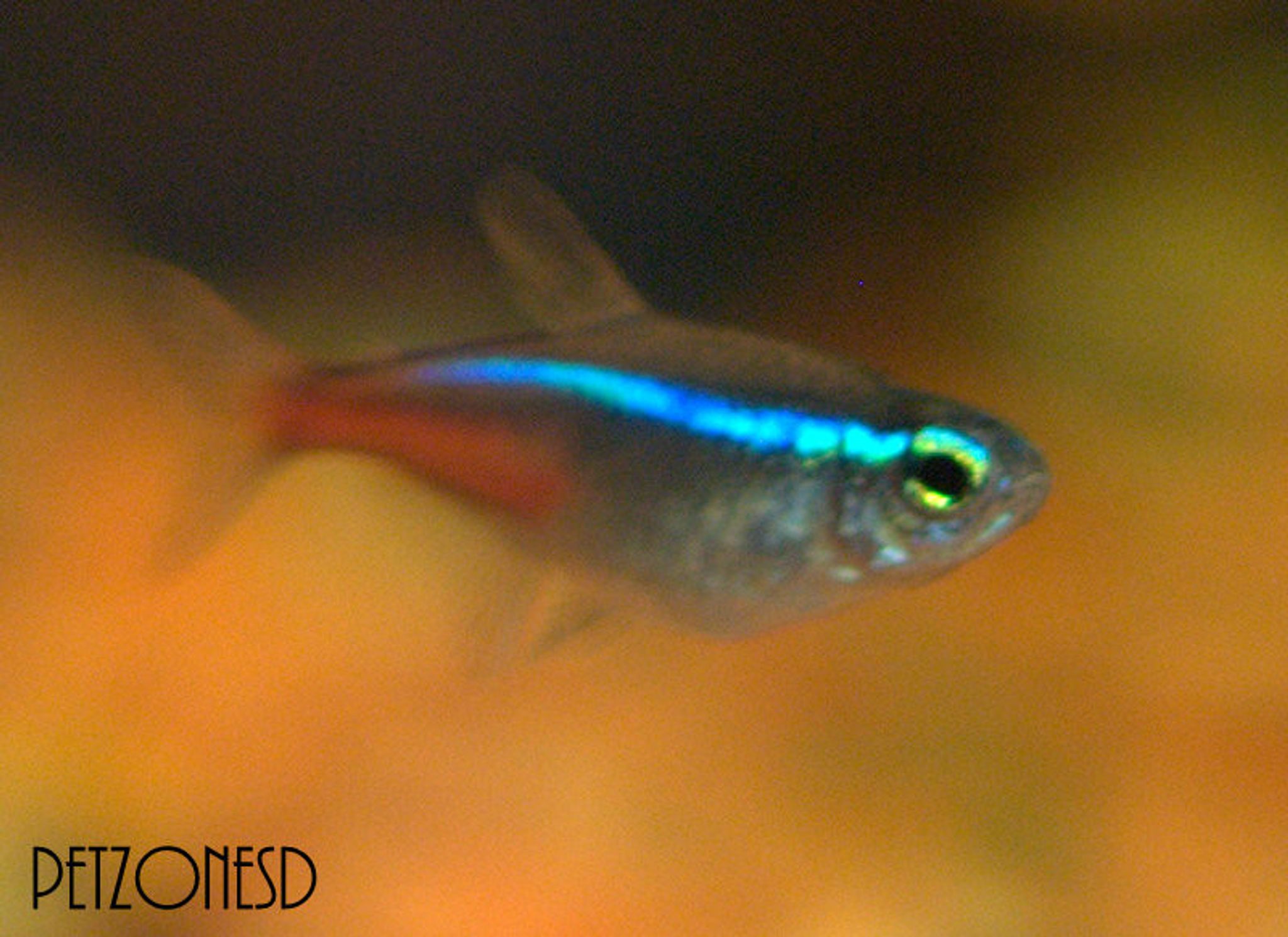 Neon Tetra