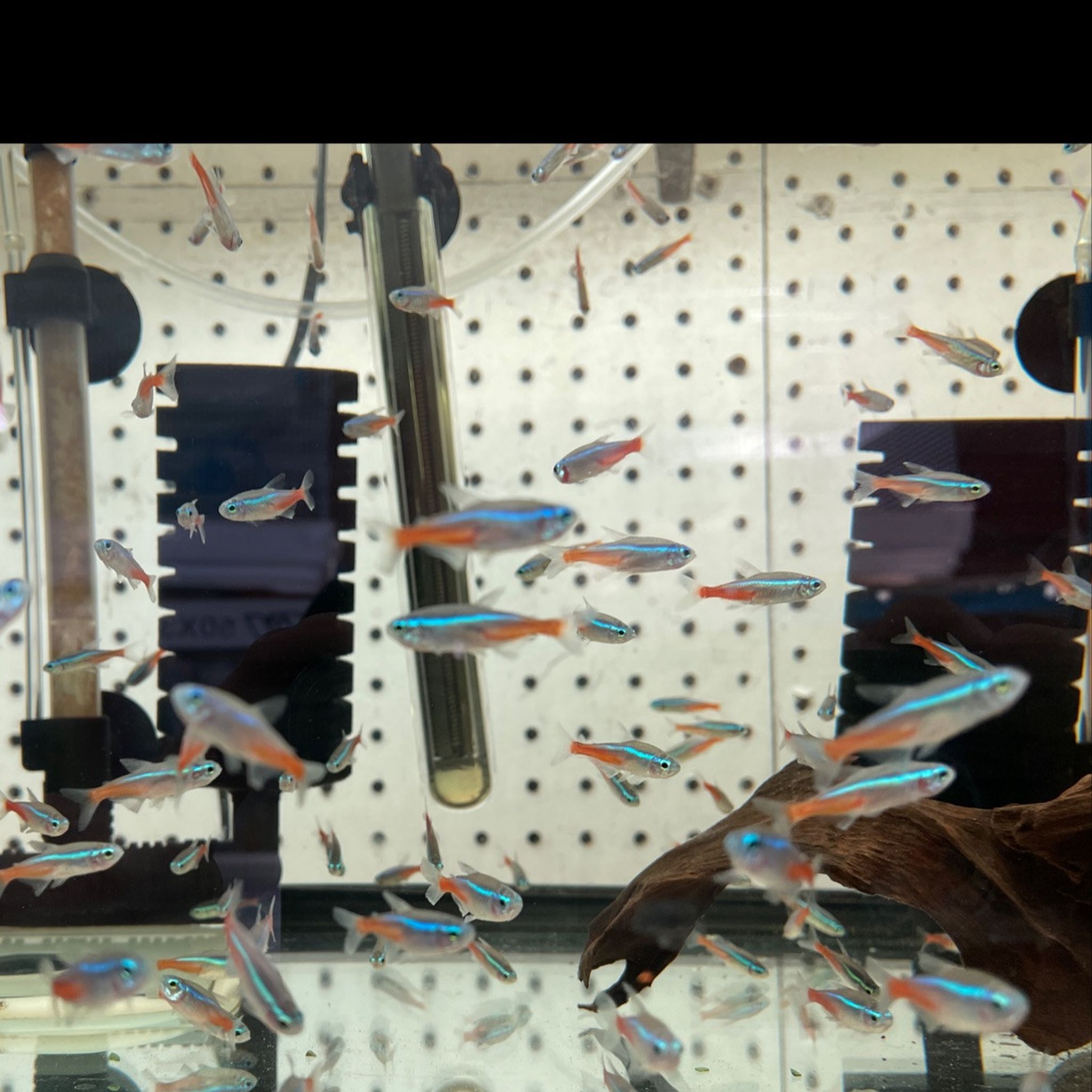 Neon Tetra