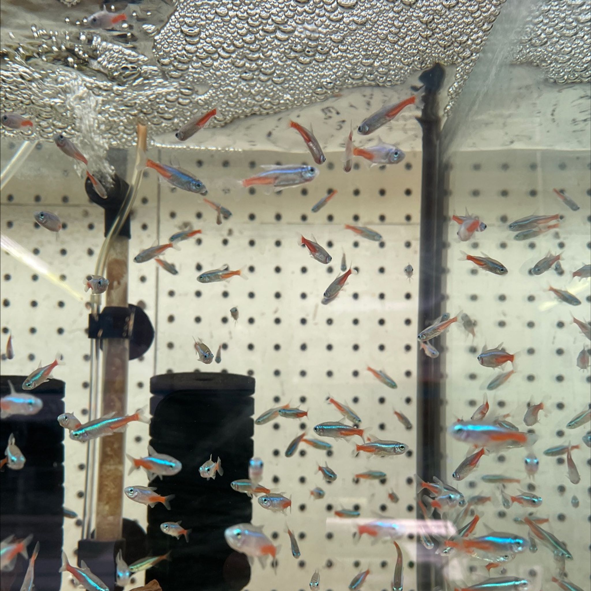 Neon Tetra