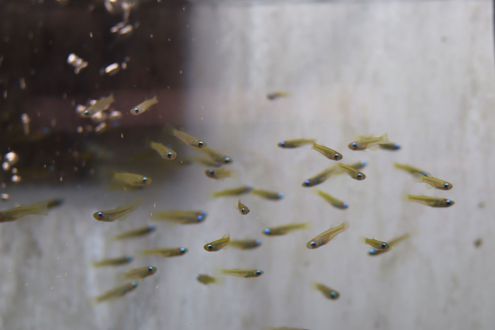 Norman’s Lampeye Killifish (Poropanchax normani)