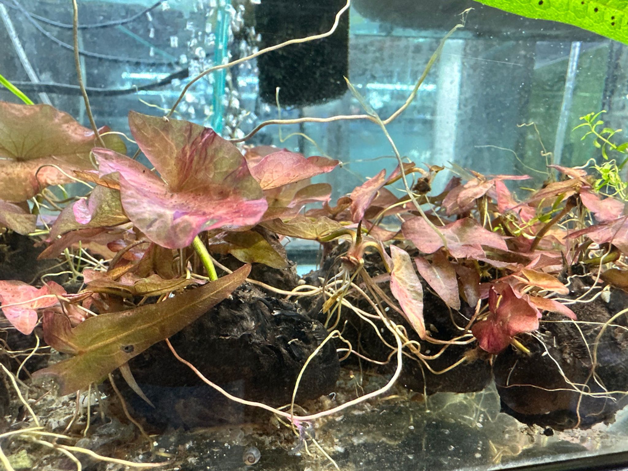 Nymph Red Lily Bulb