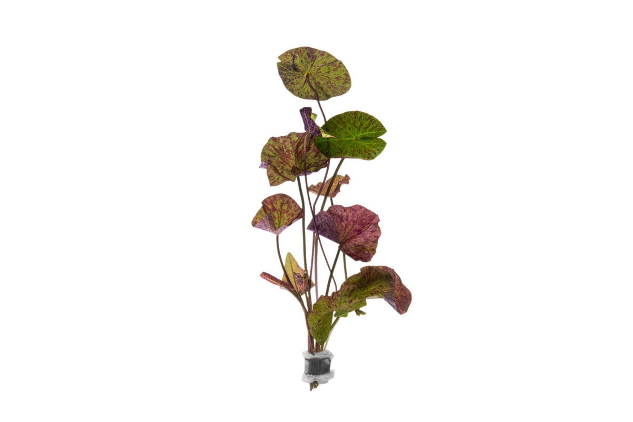 Nymphaea Tiger Lotus - Lead Bunch