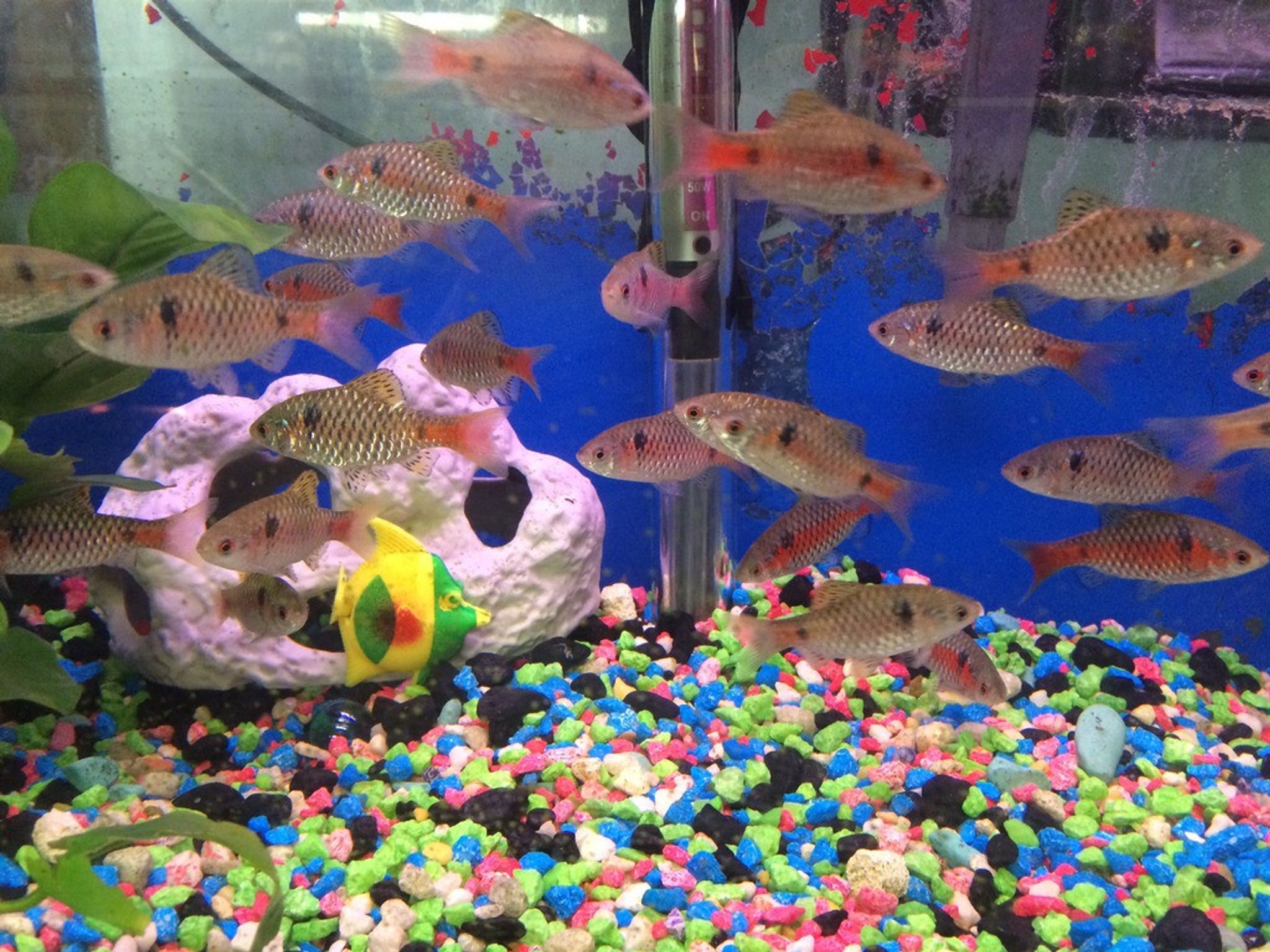 Odessa Barb