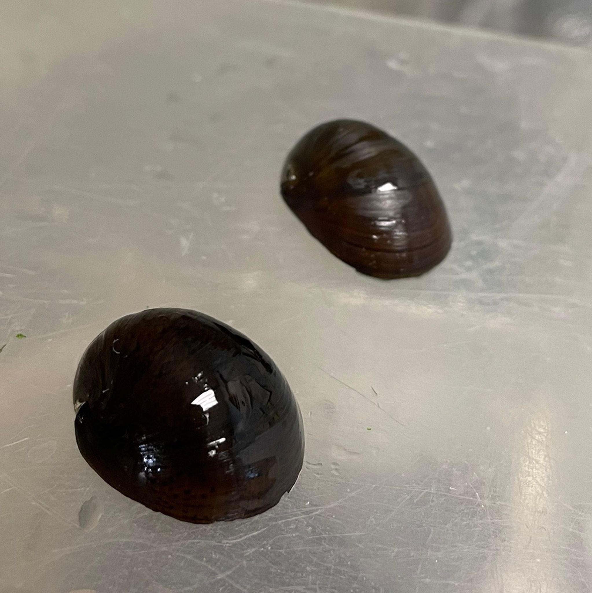 Olive Nerite Snail