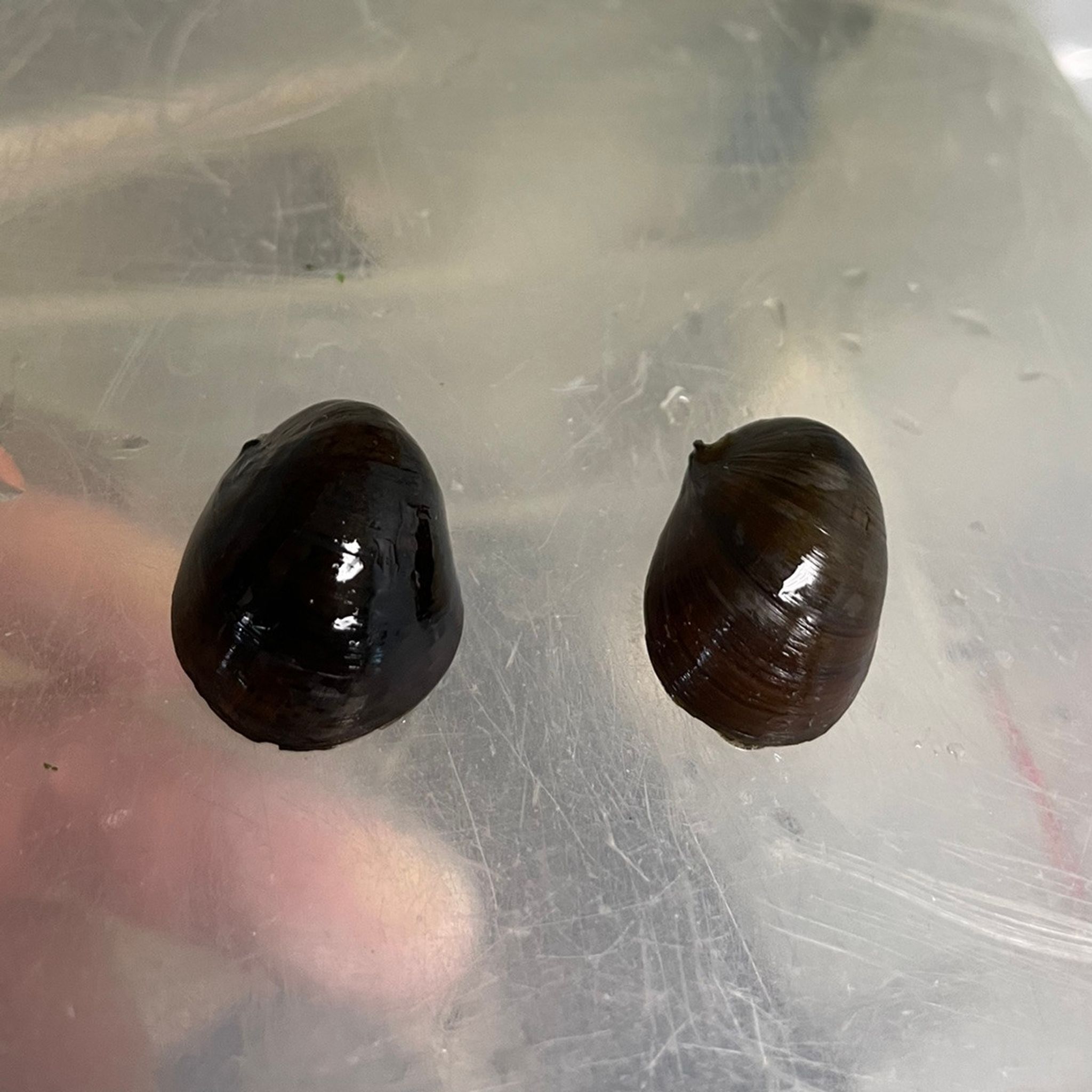Olive Nerite Snail