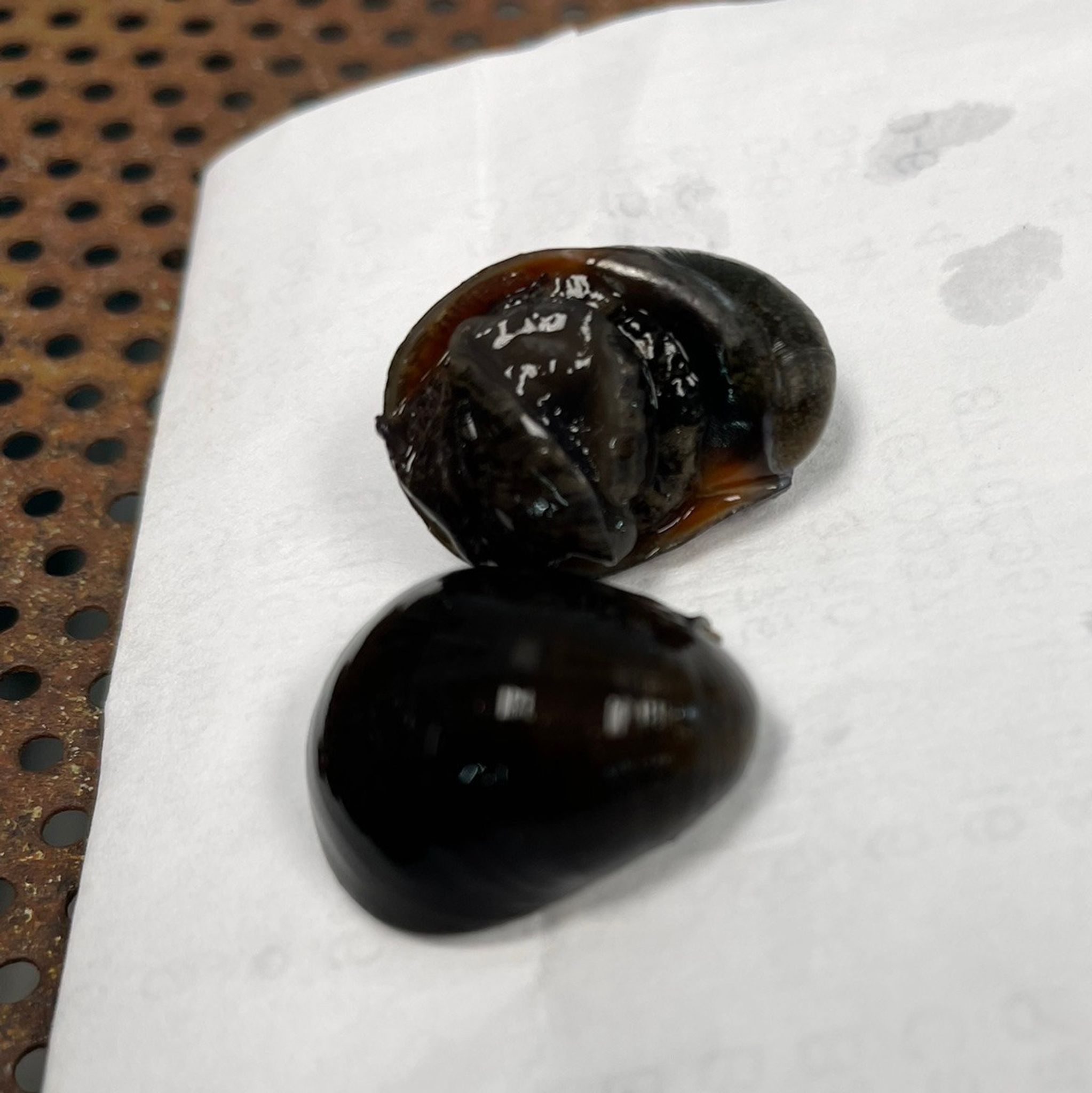 Olive Nerite Snail