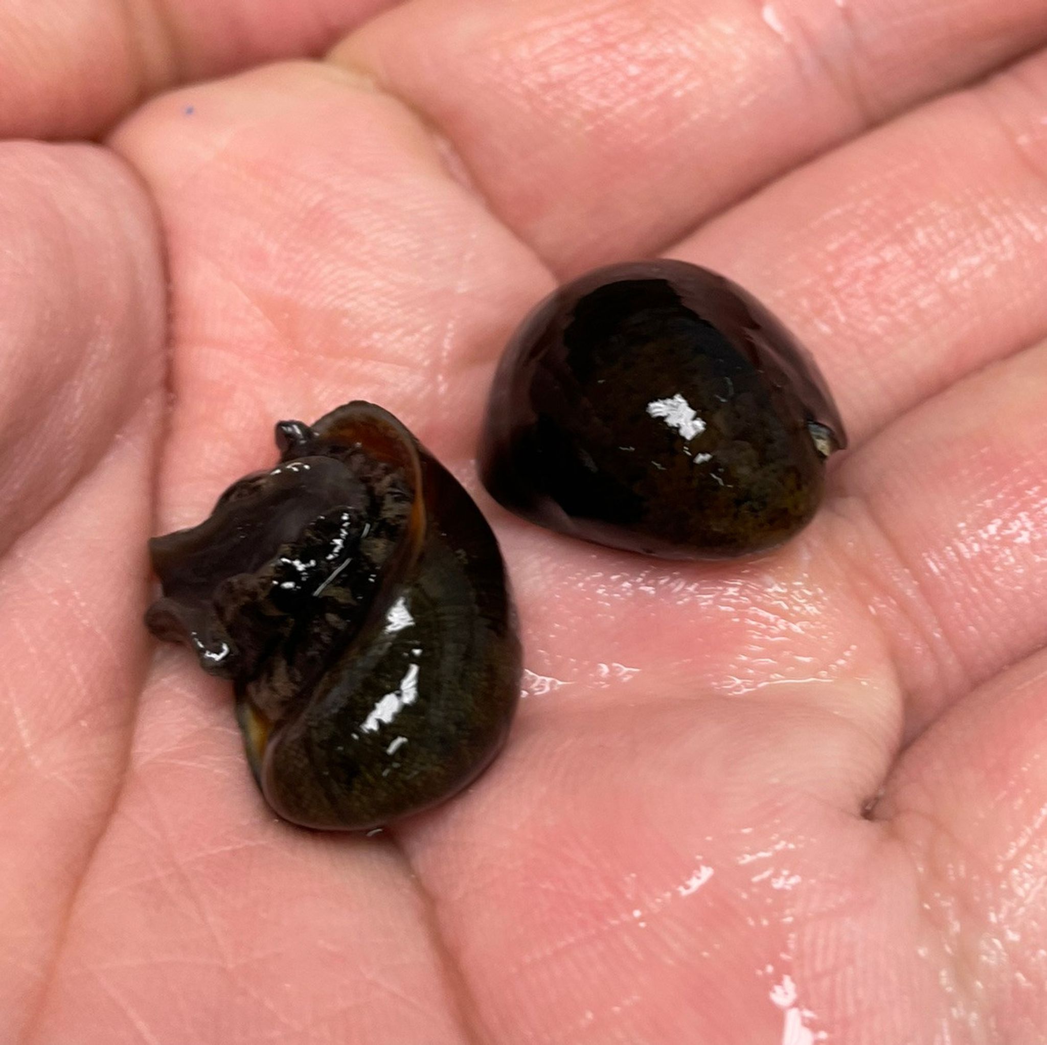 Olive Nerite Snail