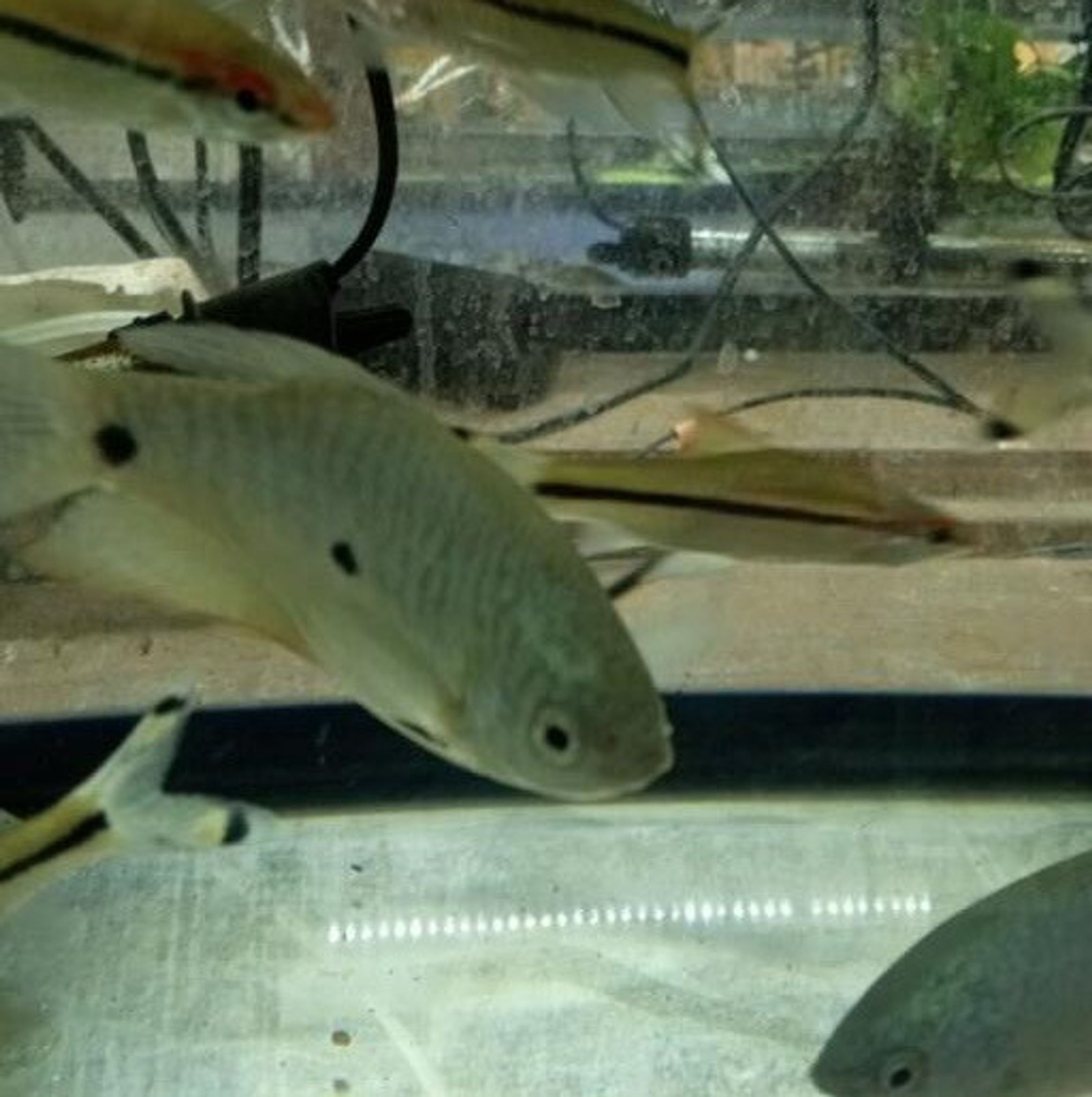 Opaline Gourami