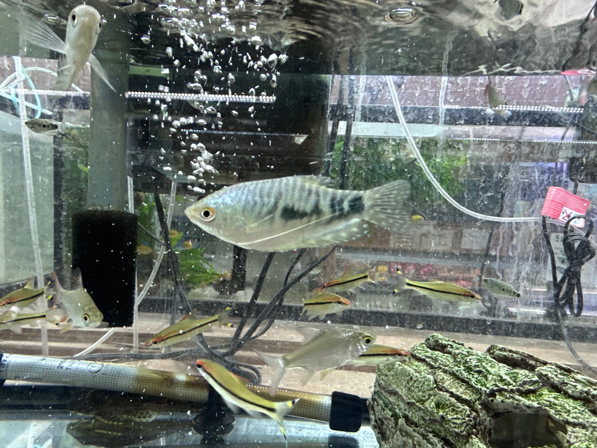 Opaline Gourami