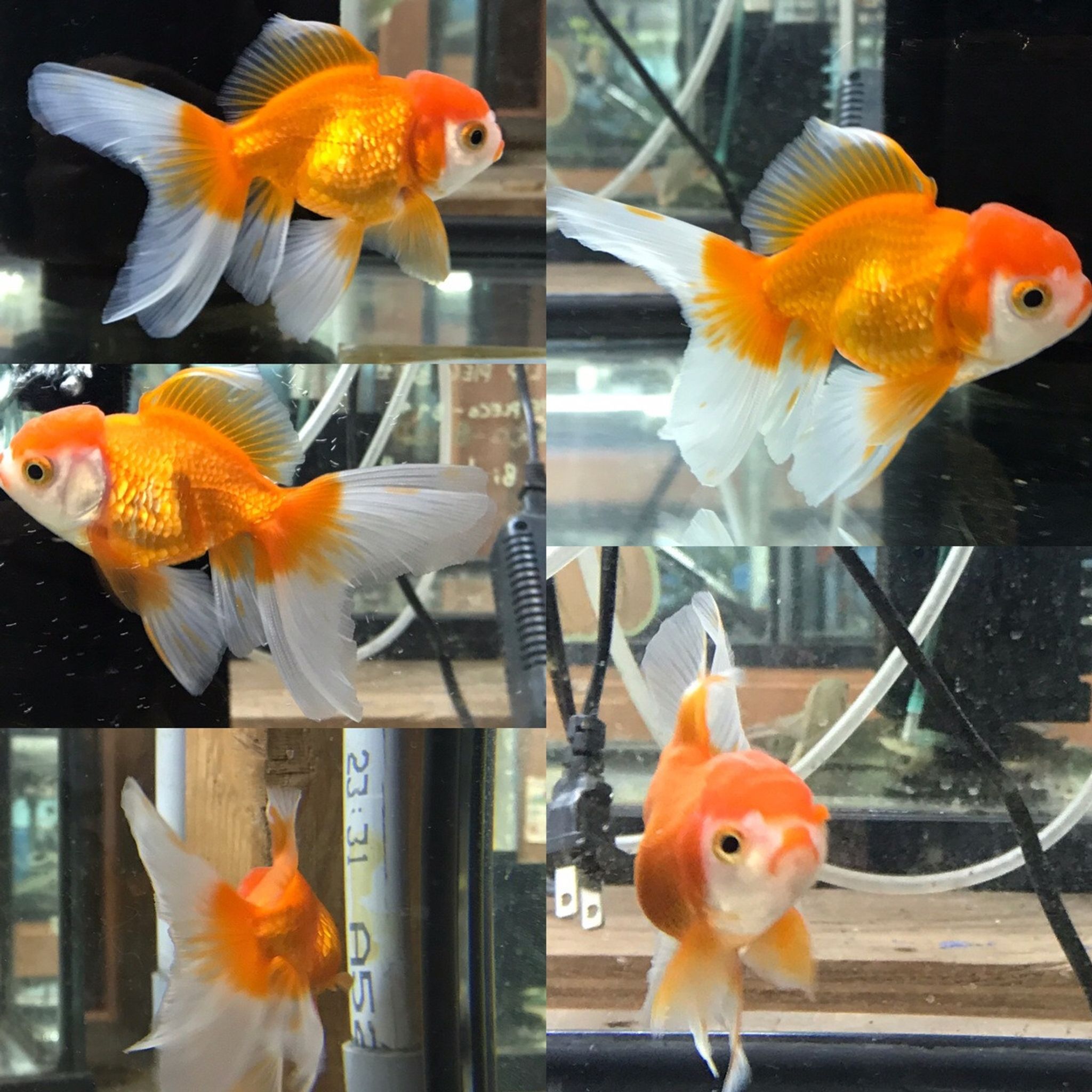 Oranda Goldfish, Assorted RED & WHITE