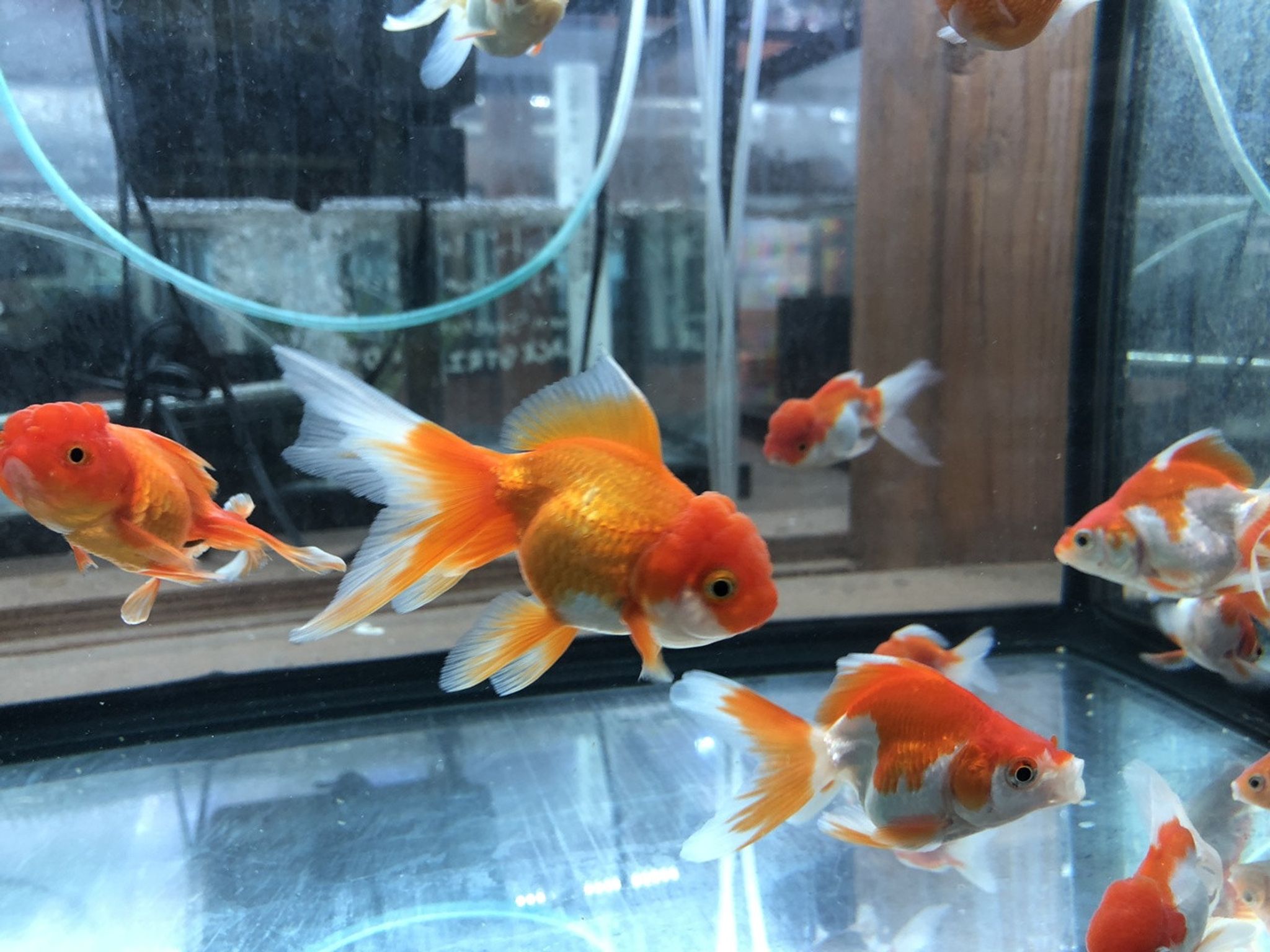 Oranda Goldfish, Assorted RED & WHITE