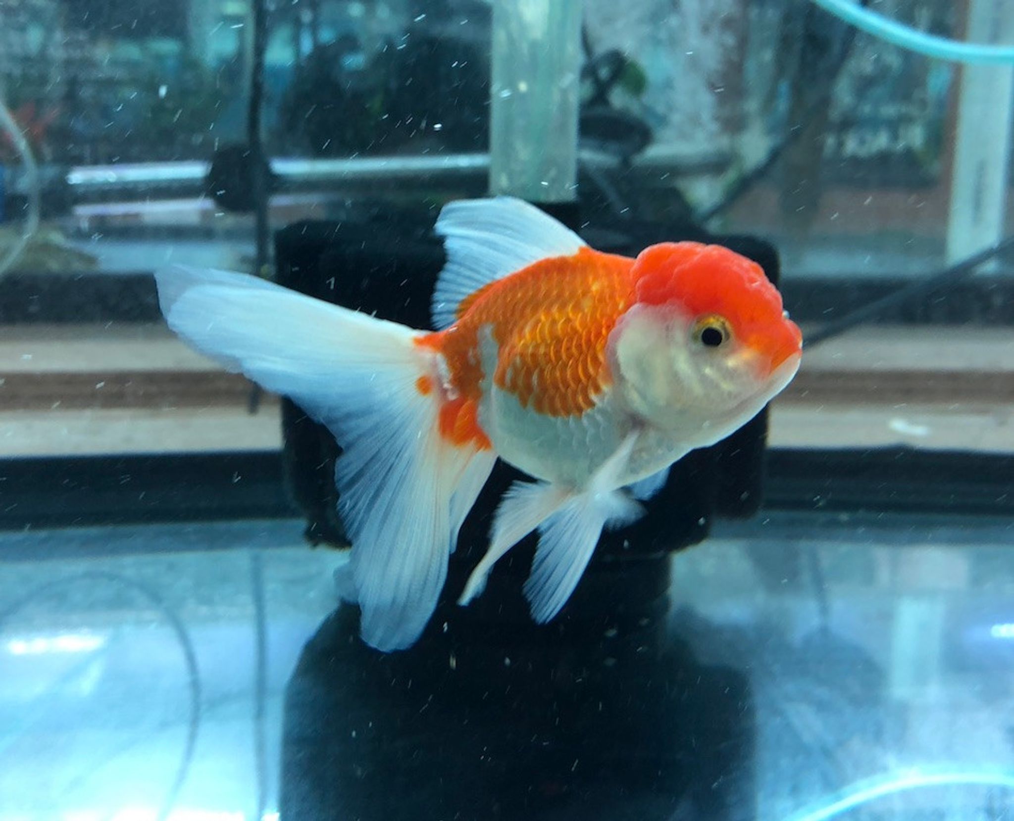 Oranda Goldfish, Assorted RED & WHITE