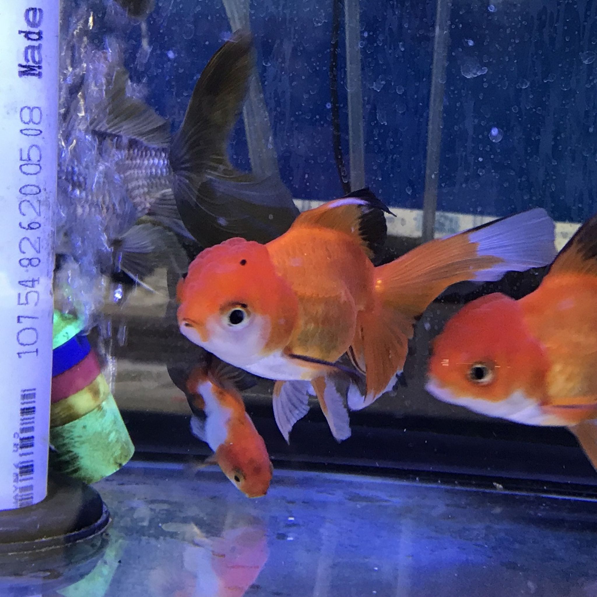 Oranda Goldfish, Assorted RED & WHITE