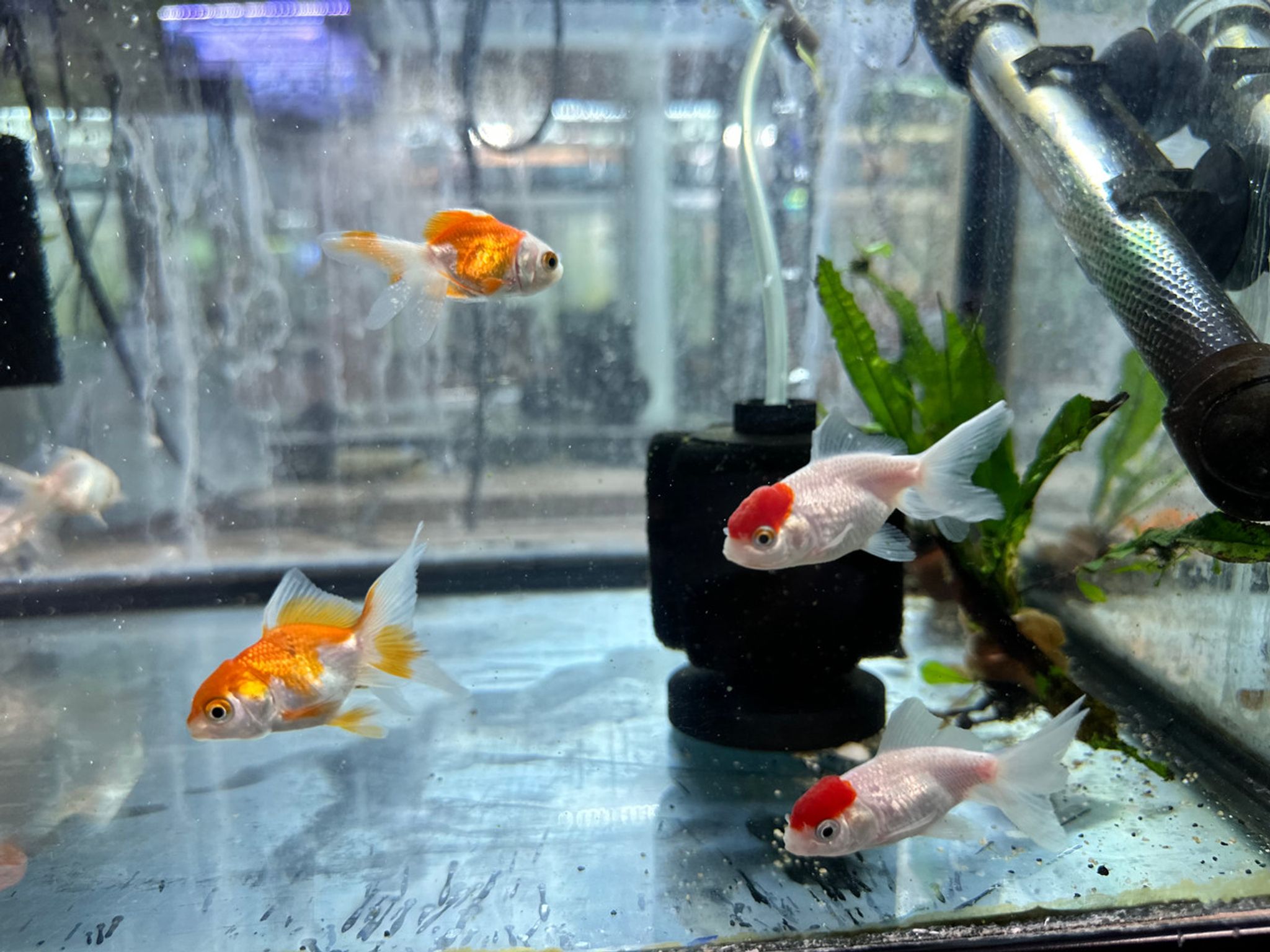 Oranda Goldfish SMALL Assorted