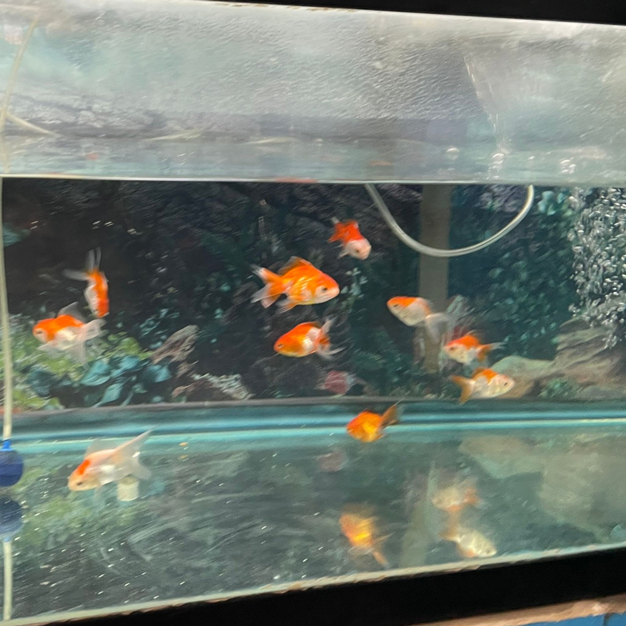 Oranda Goldfish, Small