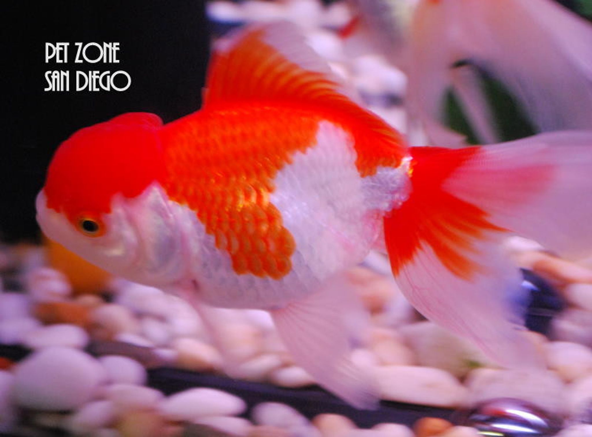 Oranda Goldfish