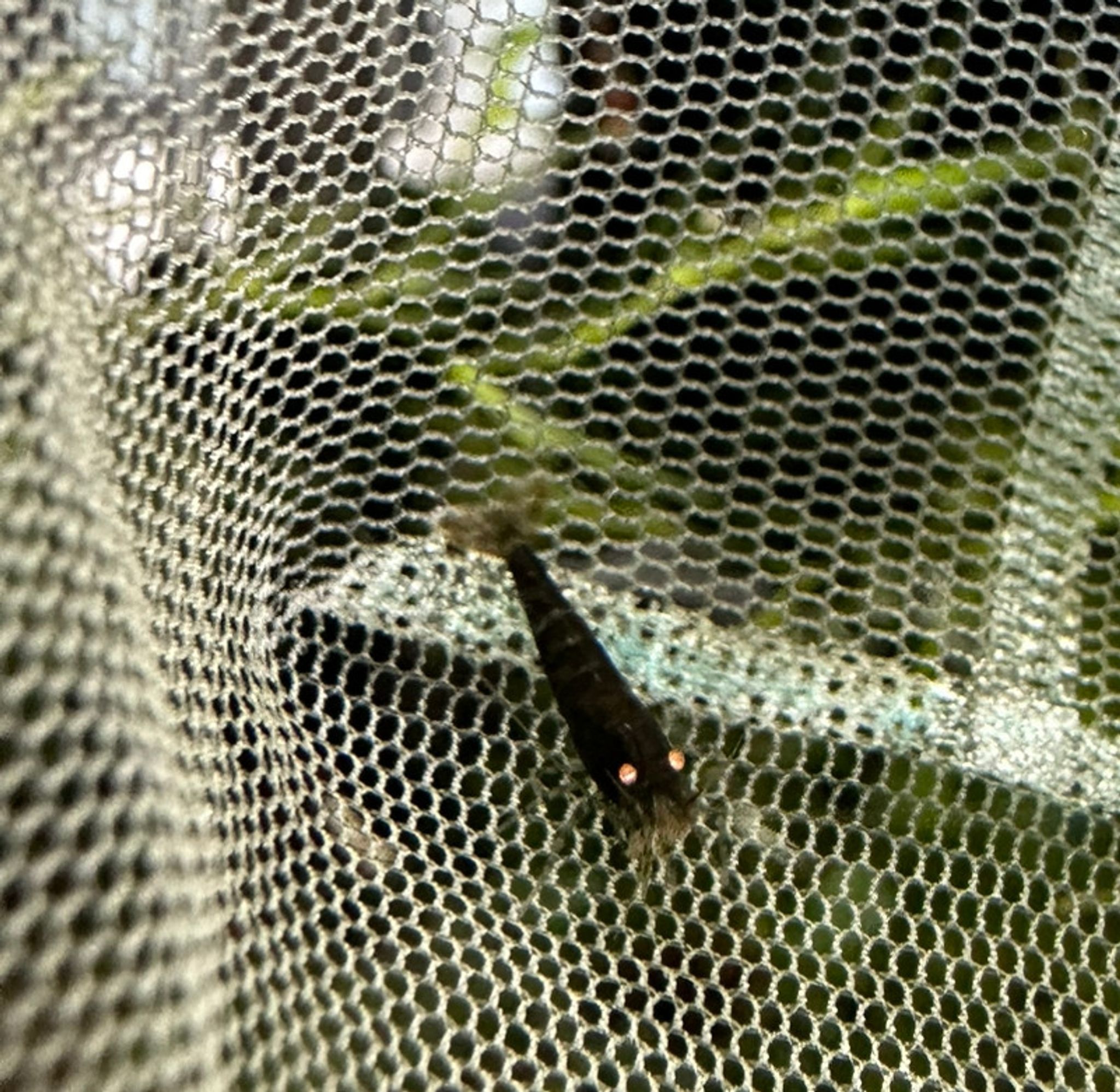 ORANGE EYE BLUE TIGER SHRIMP