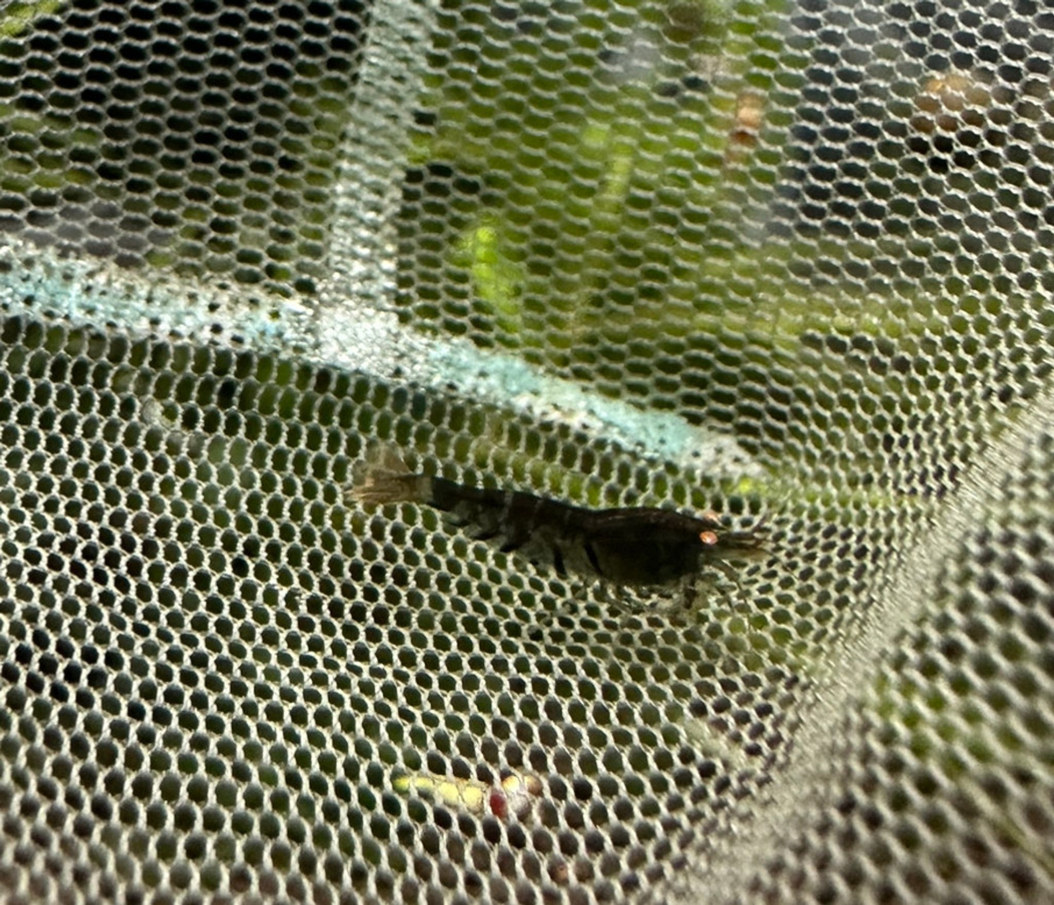 ORANGE EYE BLUE TIGER SHRIMP