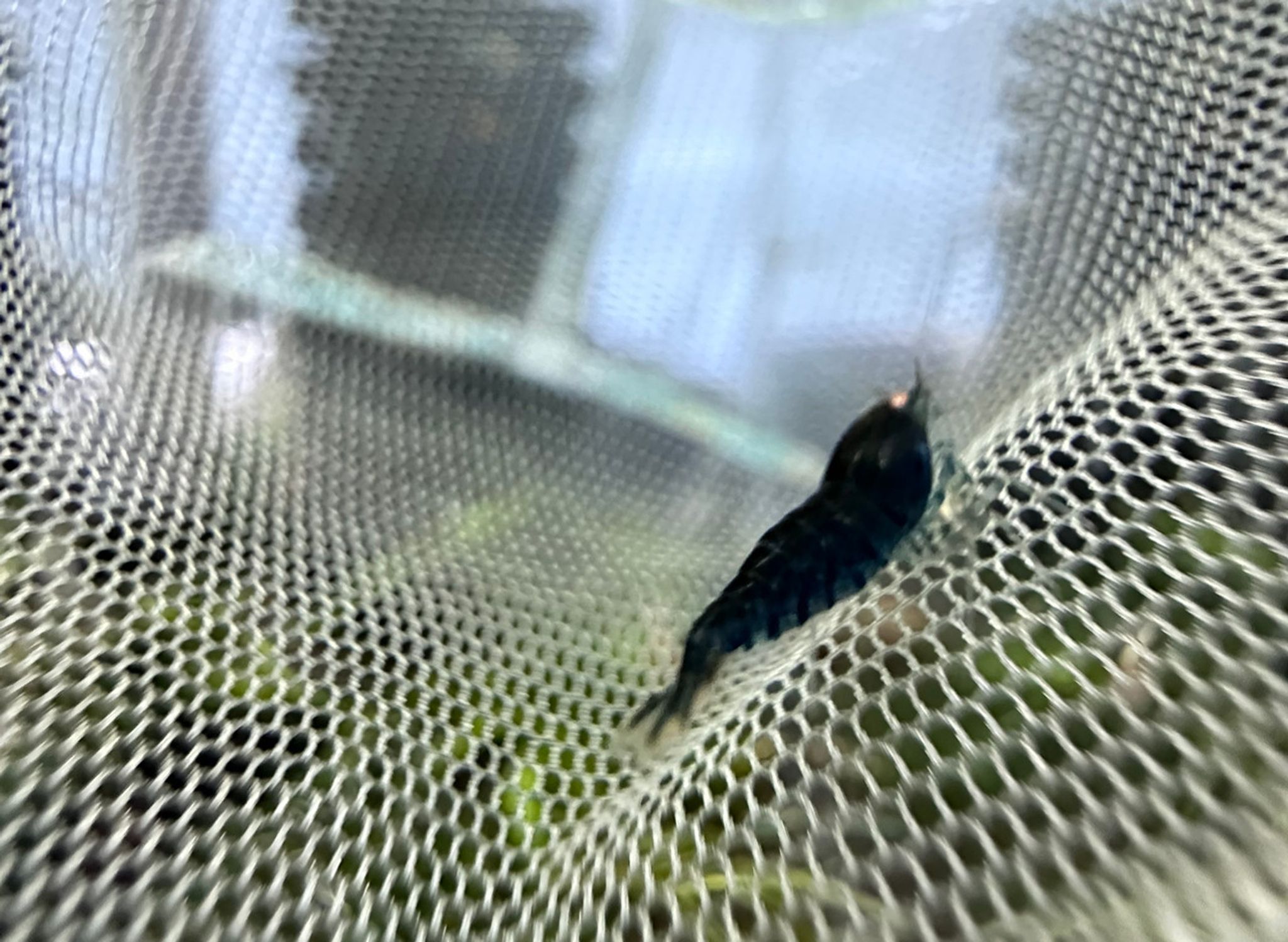 ORANGE EYE BLUE TIGER SHRIMP