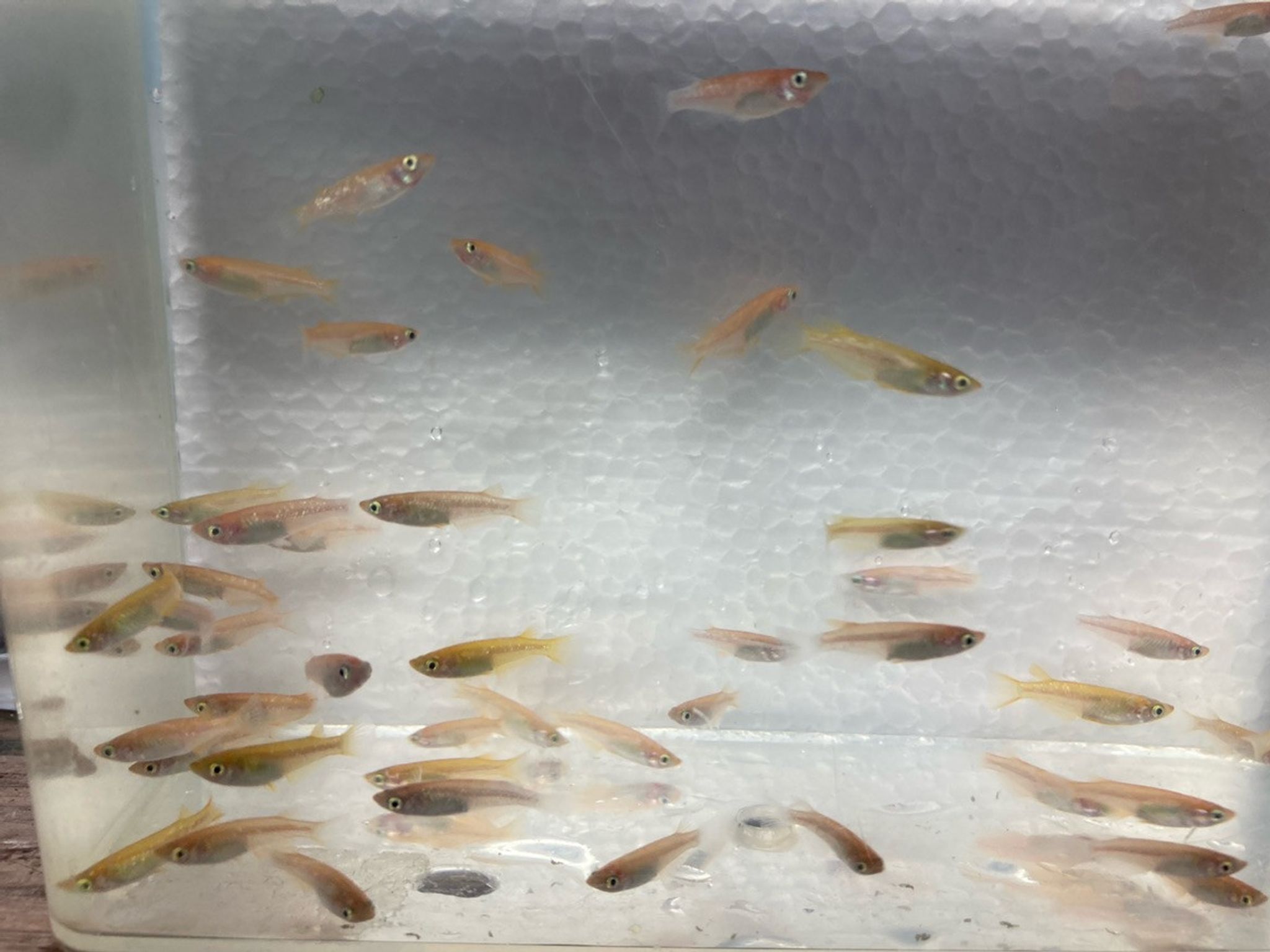 Orange Medaka Rice Fish