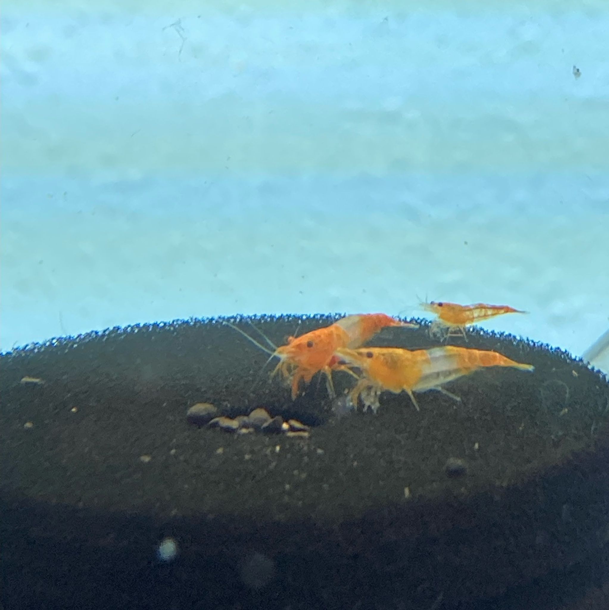 Orange Rili Shrimp