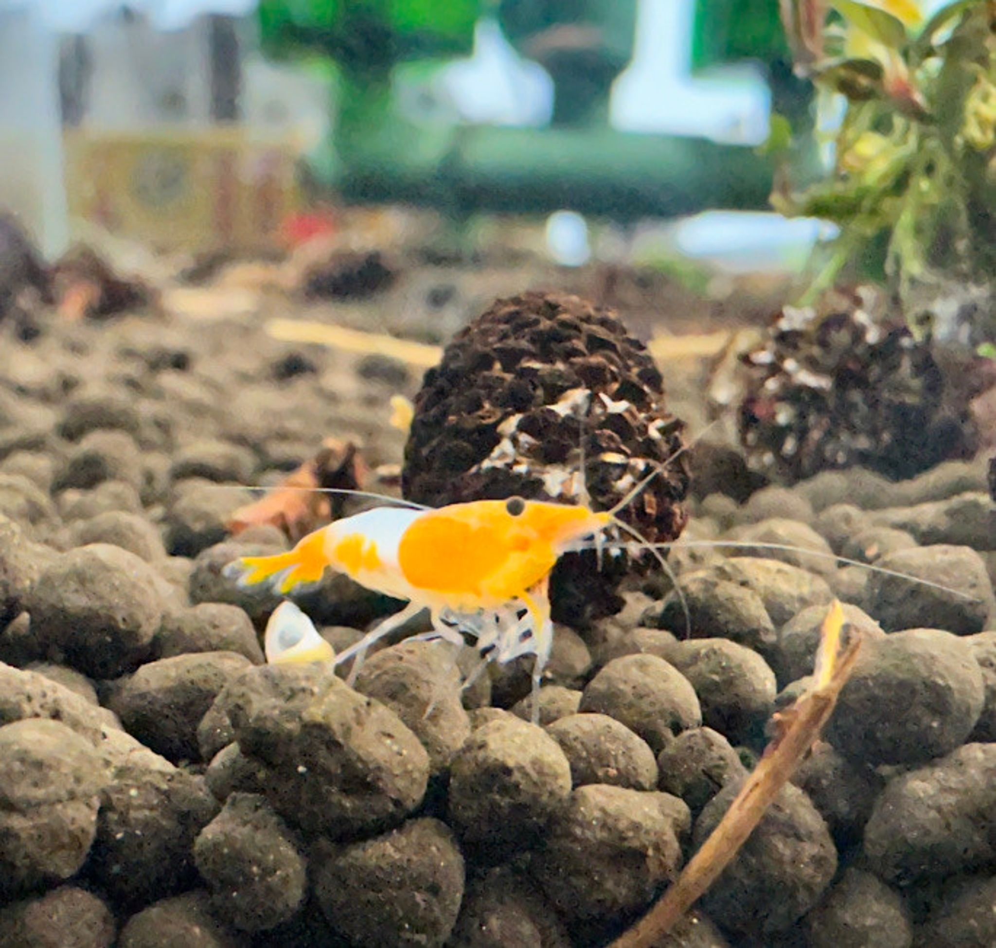 Orange Rili Shrimp
