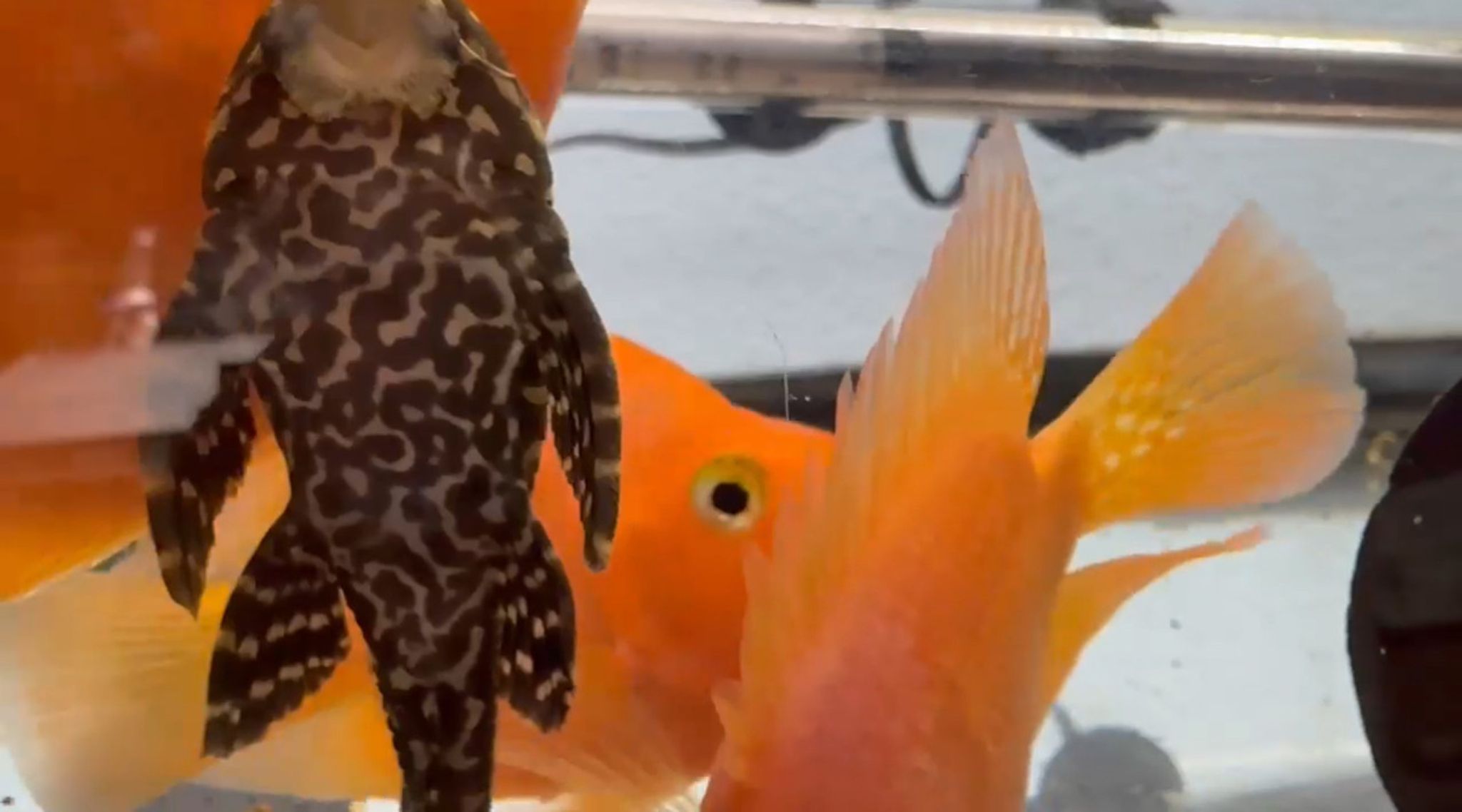 Orange Spotted Common Pleco